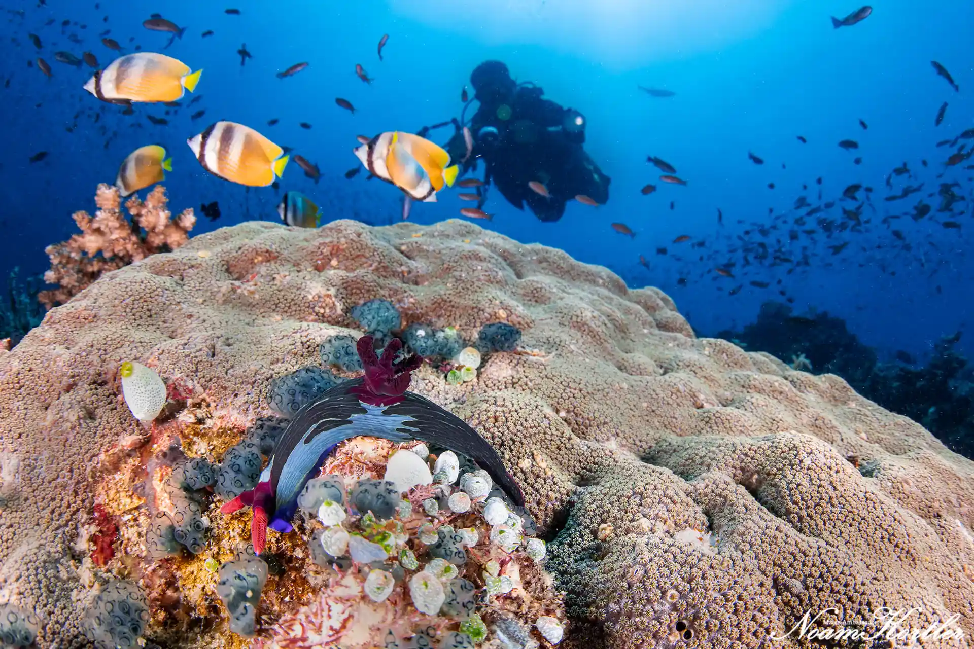 ダイビングサイトの写真