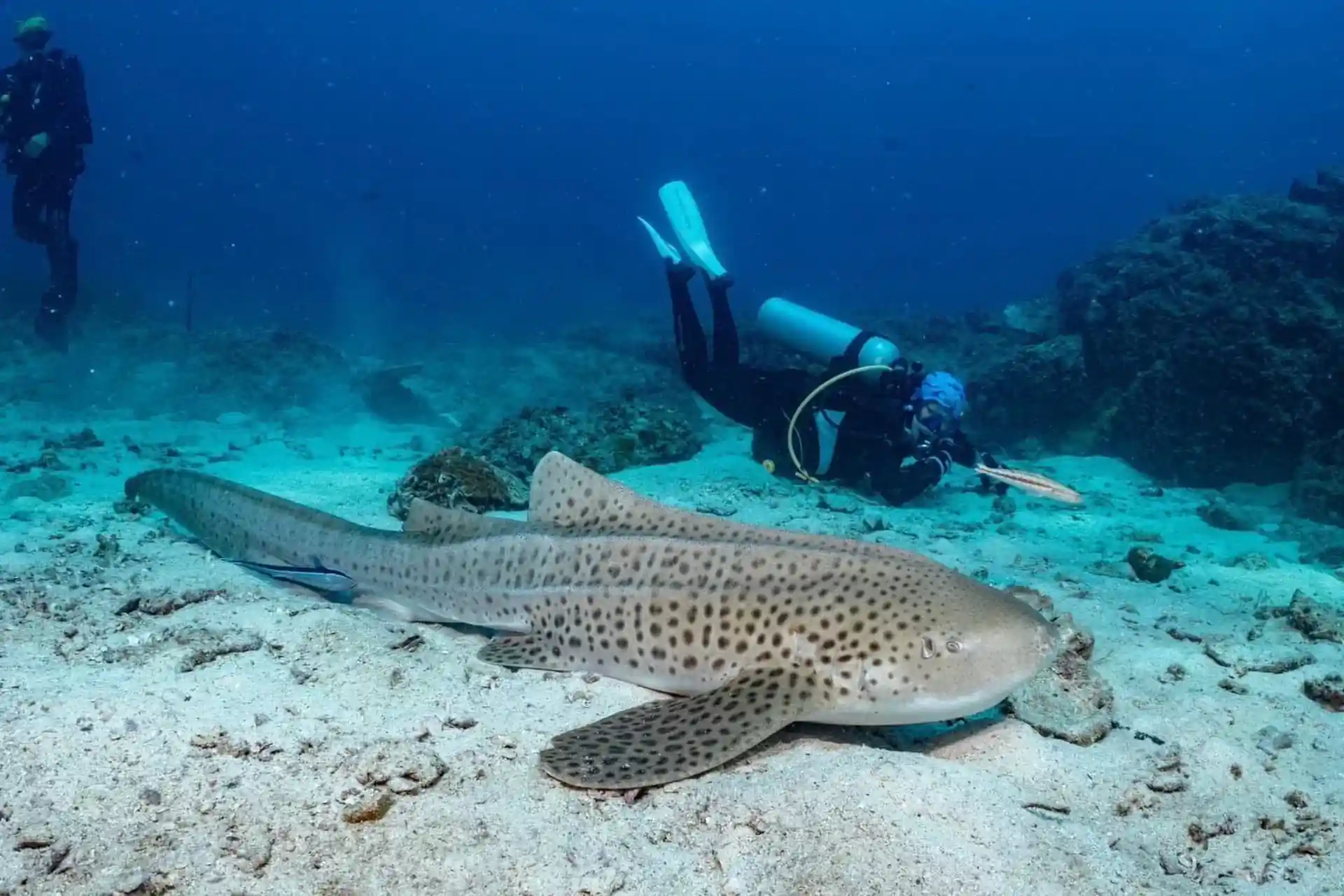 Dive shop photo