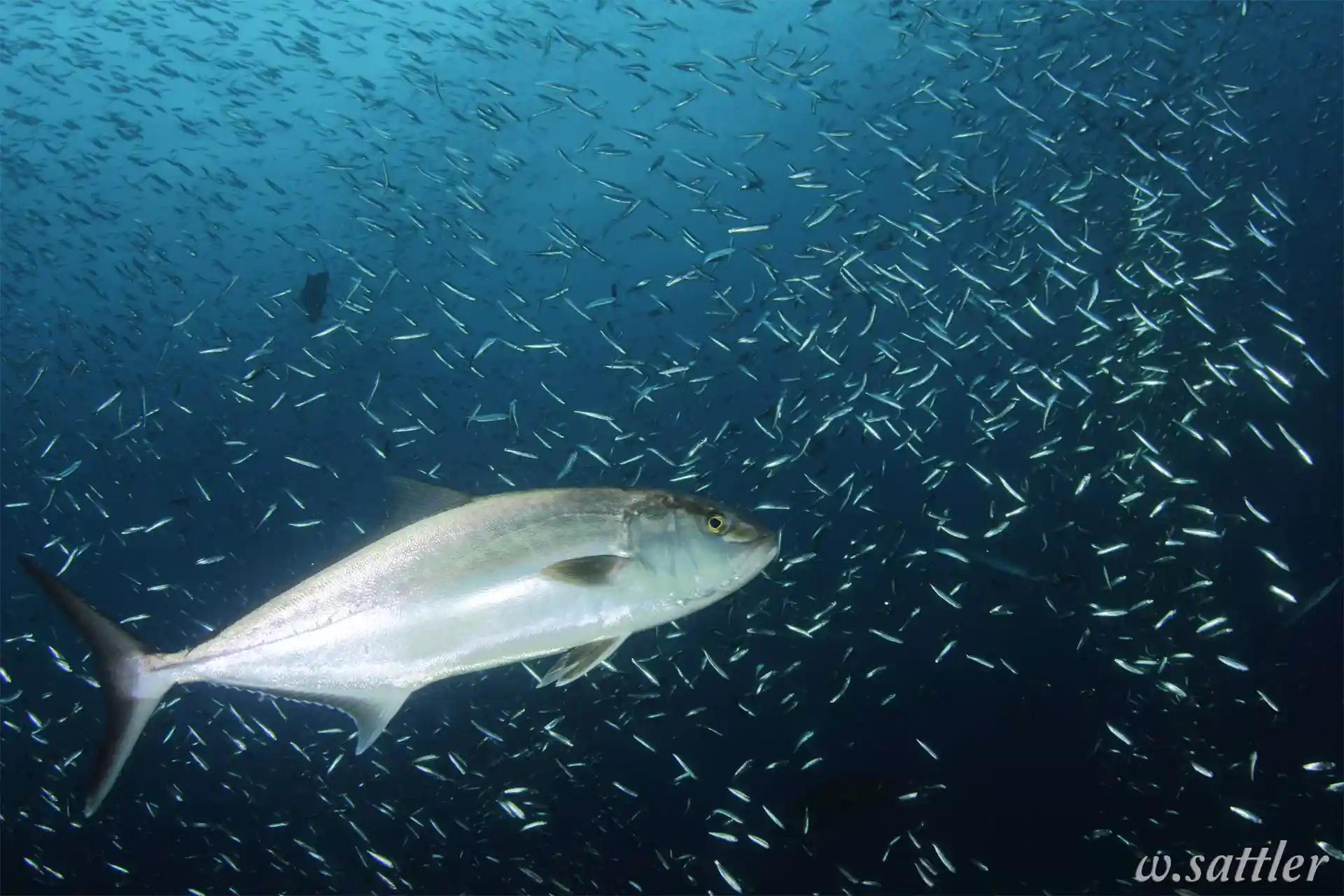 Scopri la fauna marina!