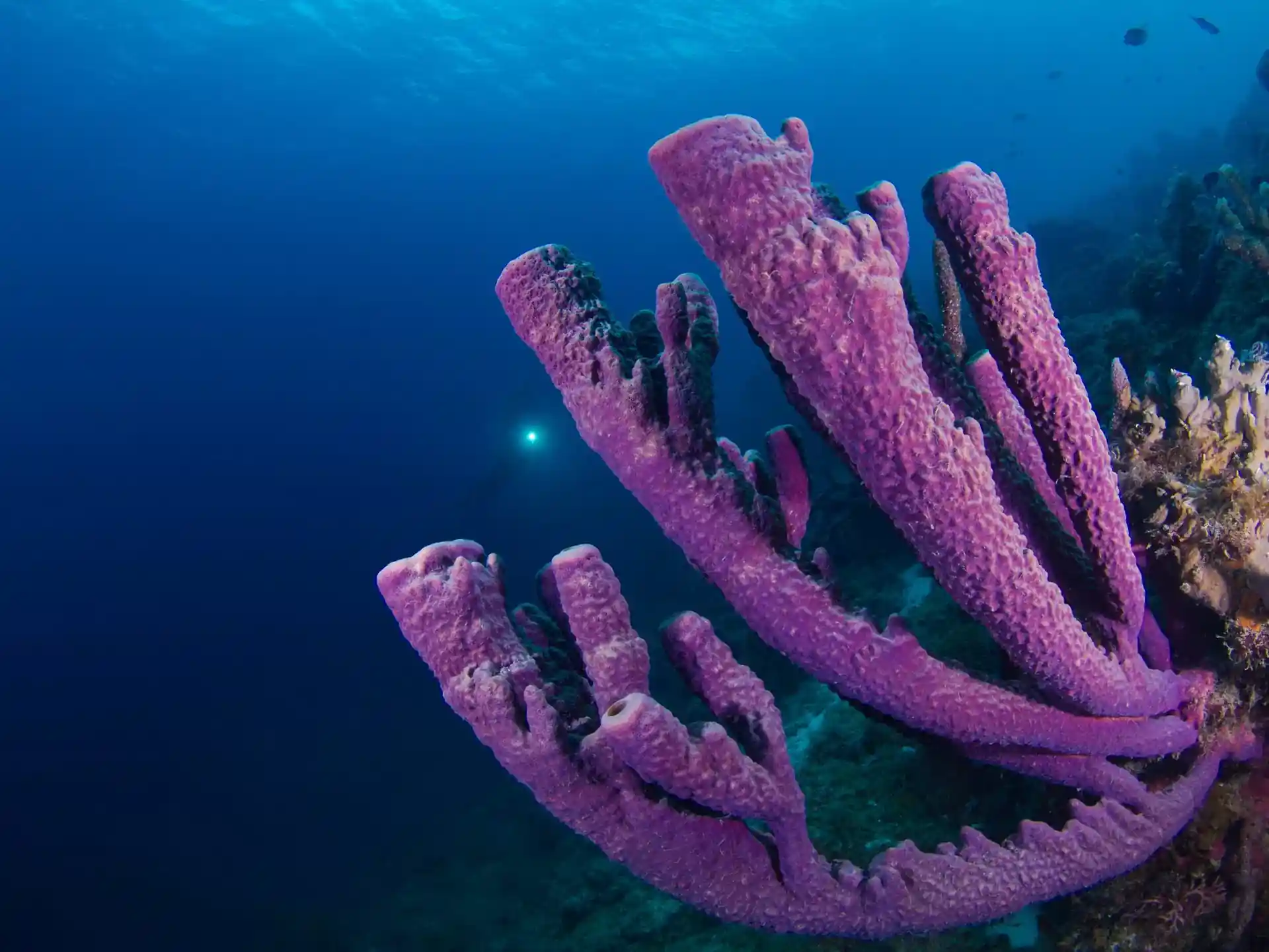 다이빙 포인트 사진