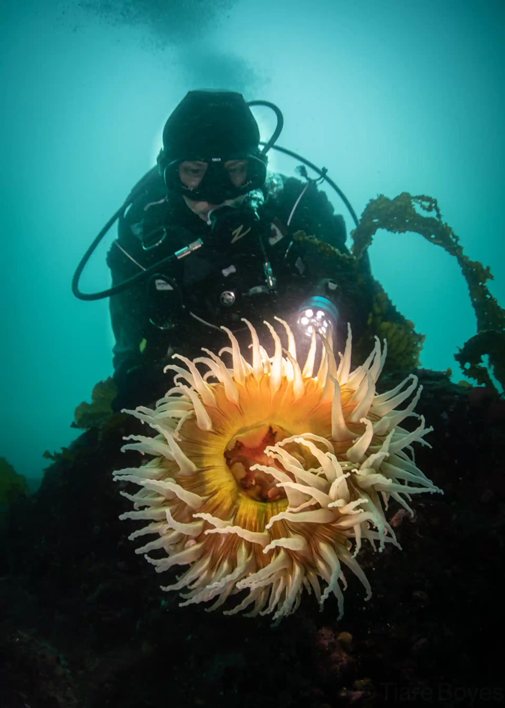 Image taken by Tiare Boyes https://www.tiareboyes.com/