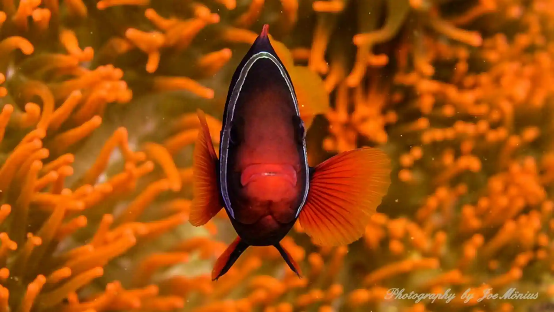 Photo du site de plongée