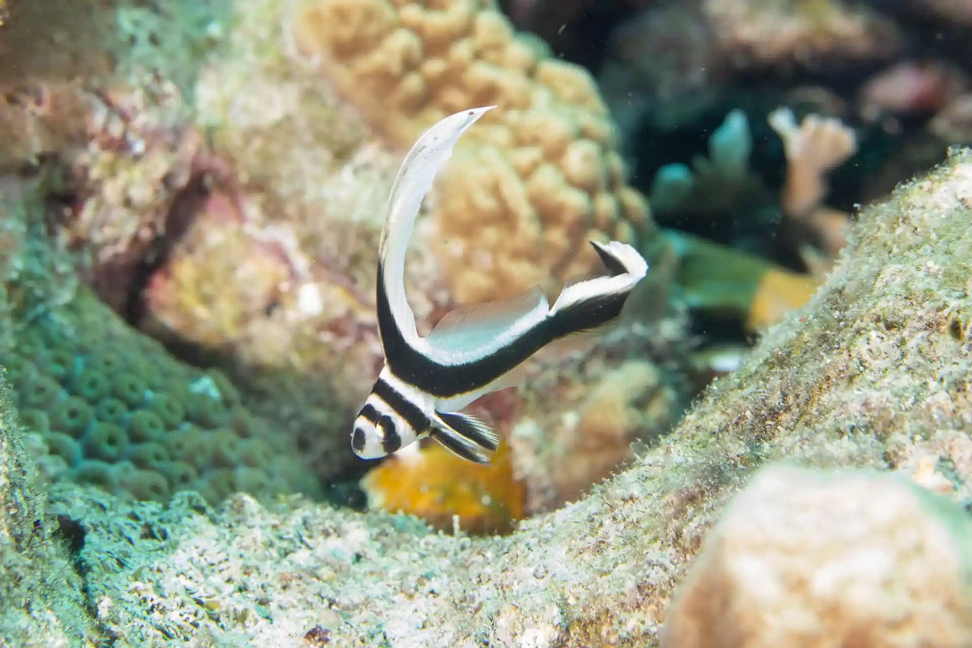 Dive site photo