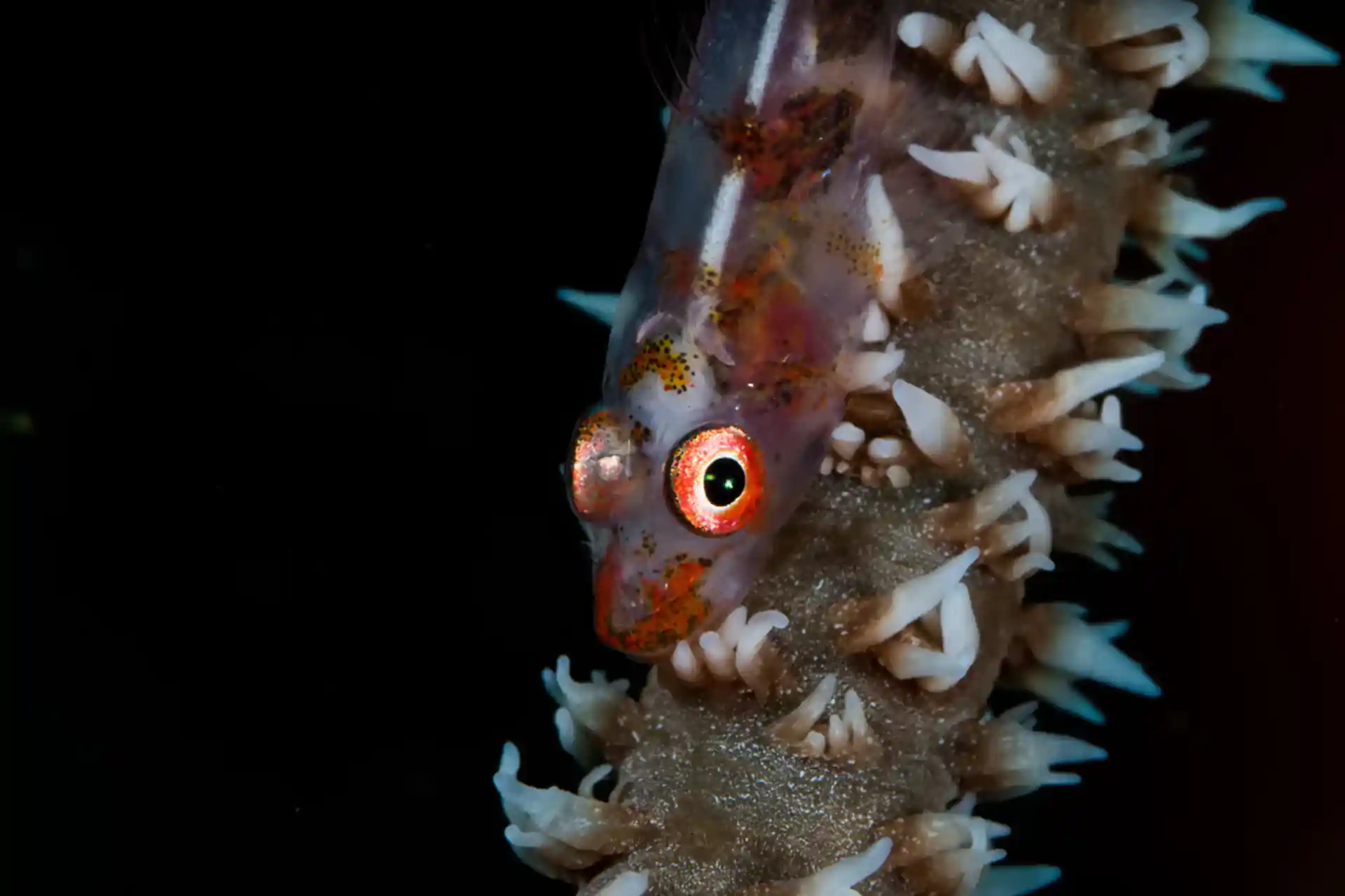 Photo du site de plongée