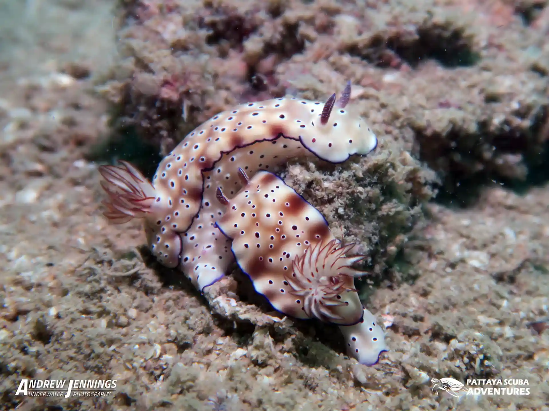 ダイビングサイトの写真