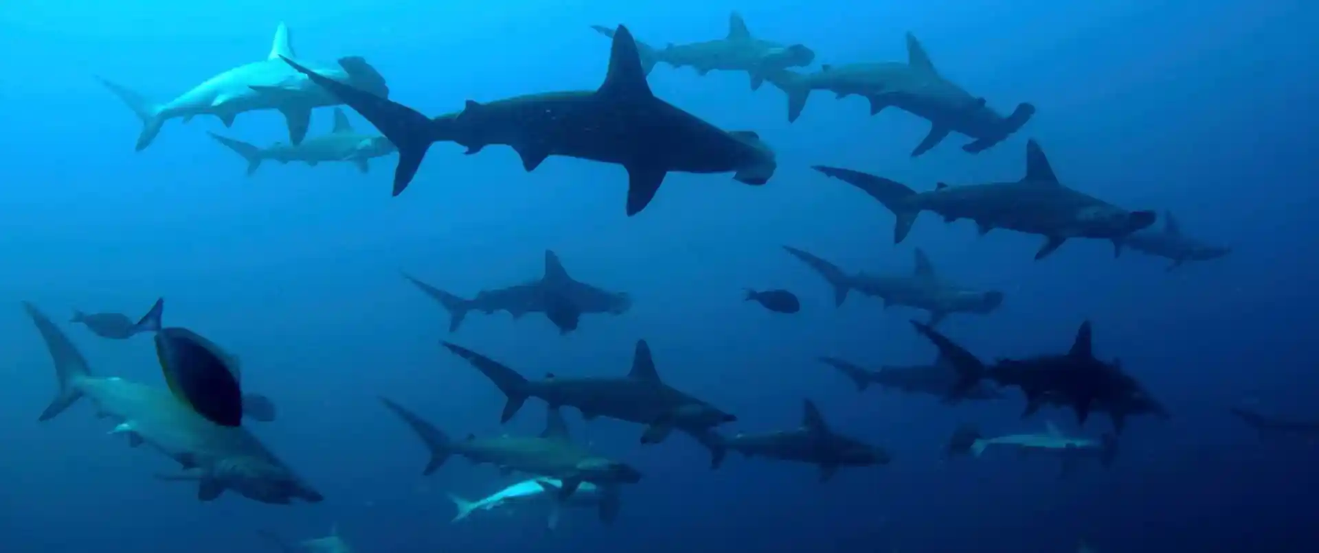 Dive with sharks on Liveaboard Le Baron Noir