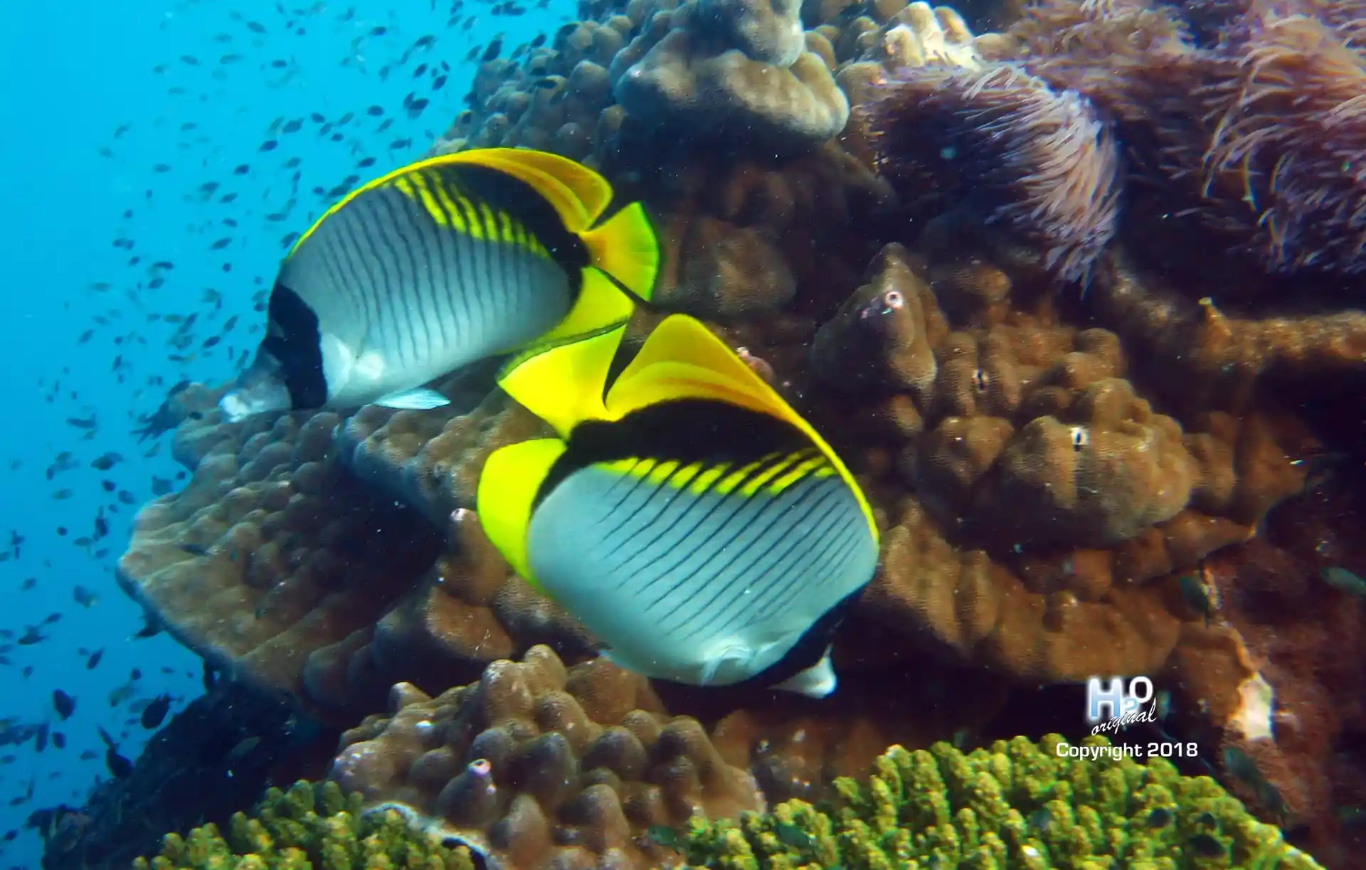 Dive site photo