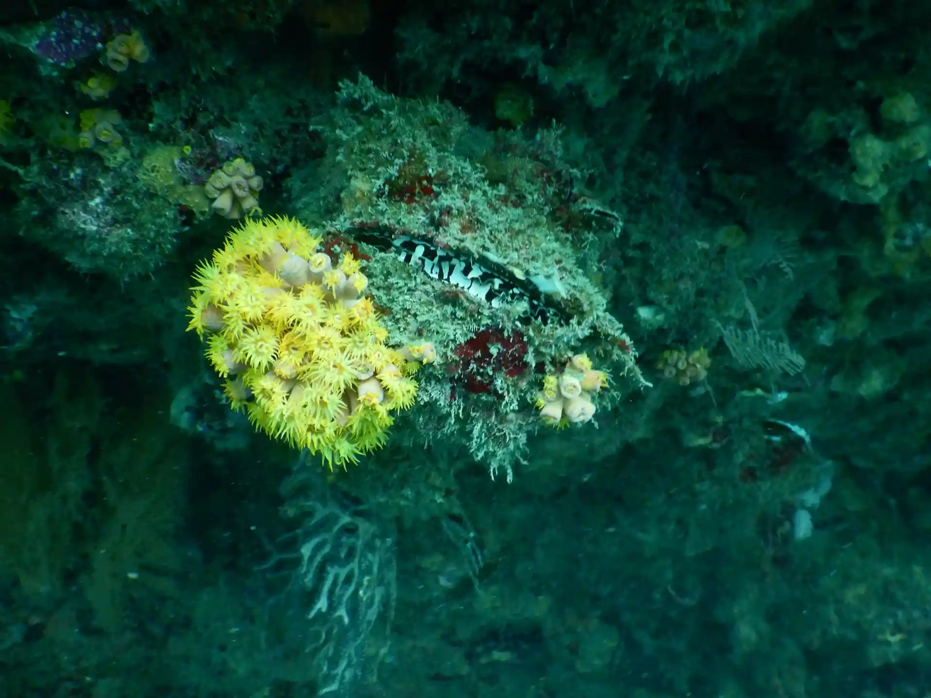 Foto del sitio de buceo