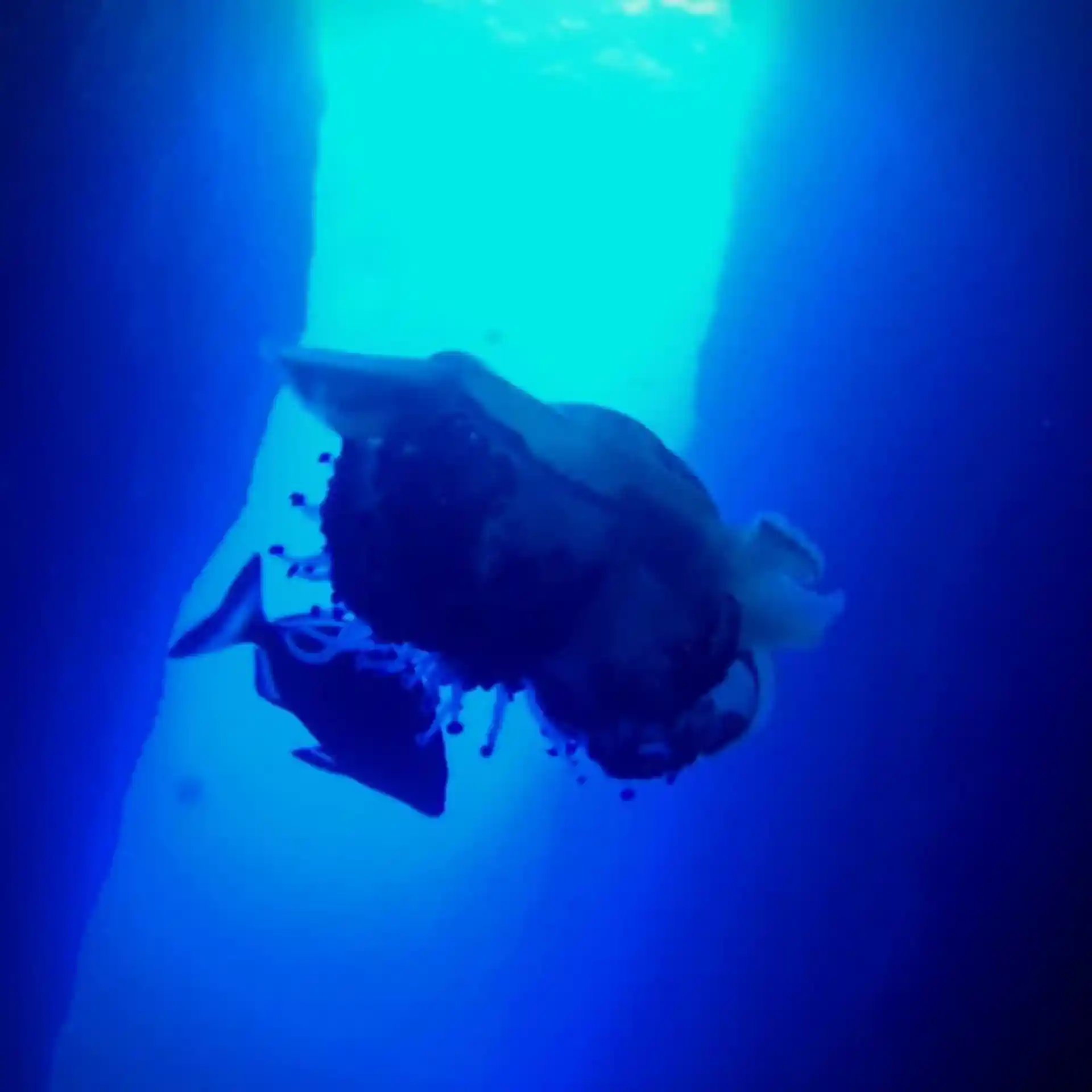 Dive site photo