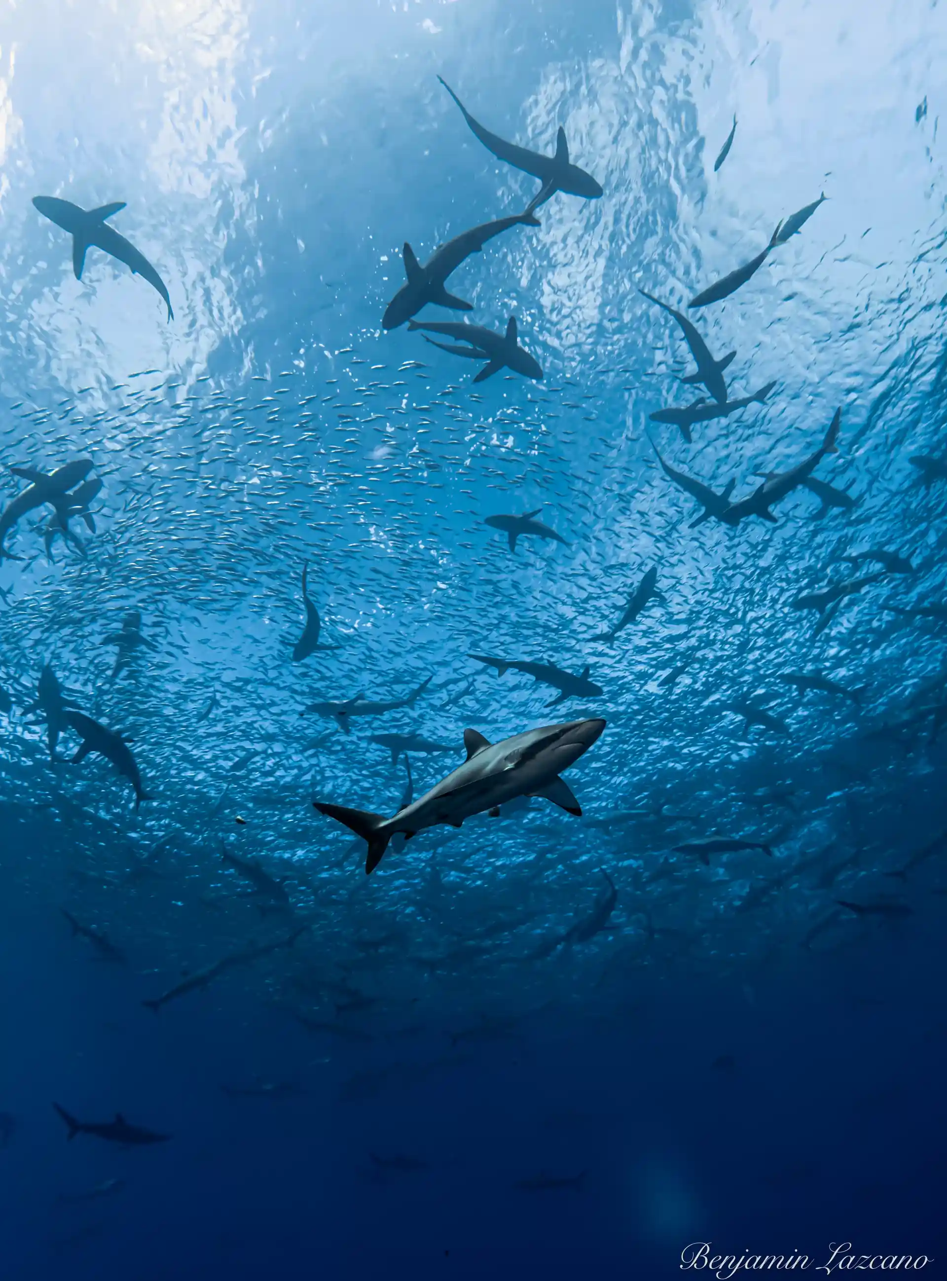 Squali setosi in estate