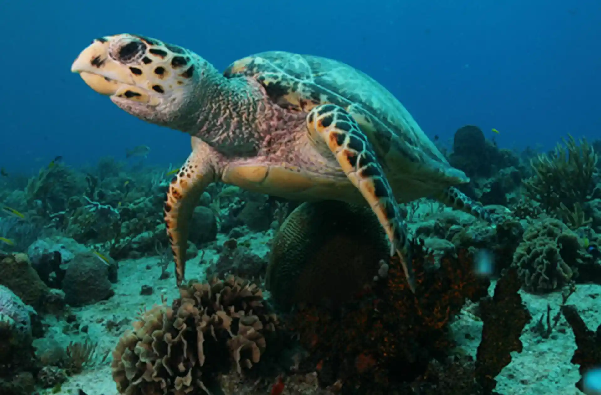 Dive site photo