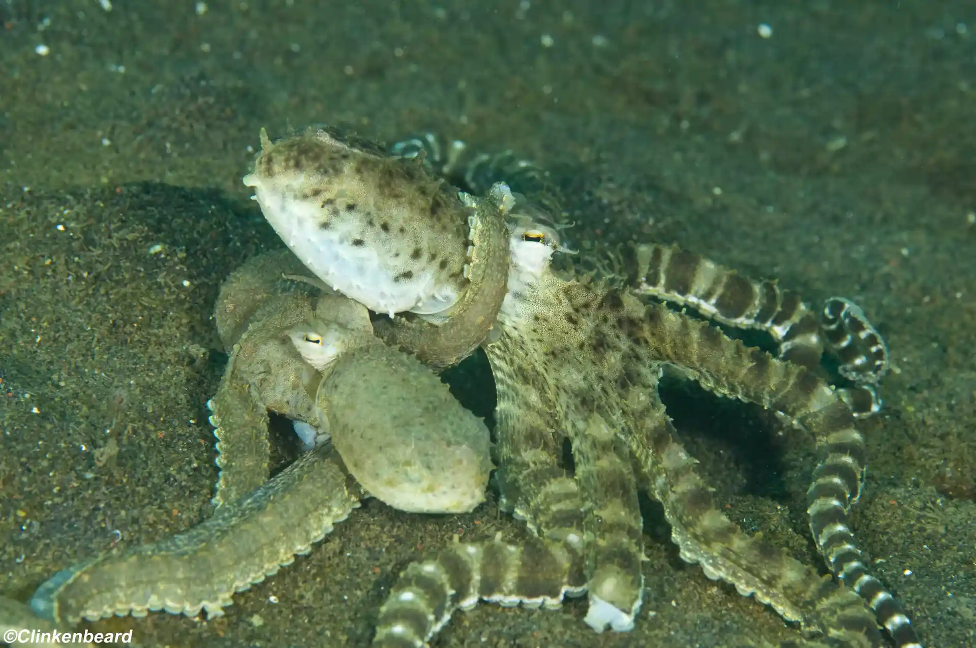 Photo de l'activité