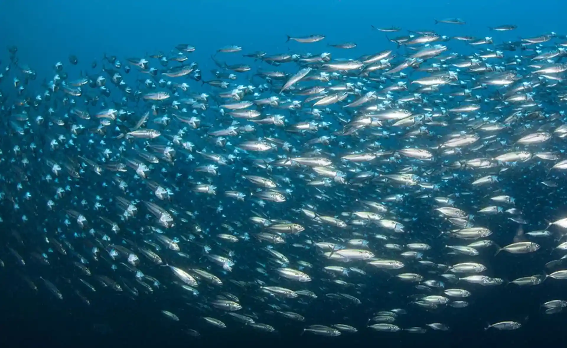 Dive site photo