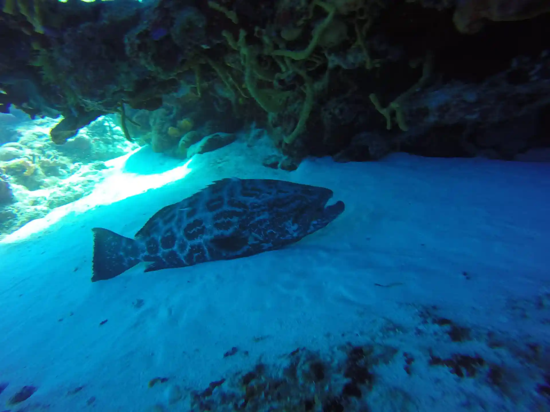 Meet at the diveshop , fill out the dive forms and  show us your certification card.
Fit all the equipment that you will need.