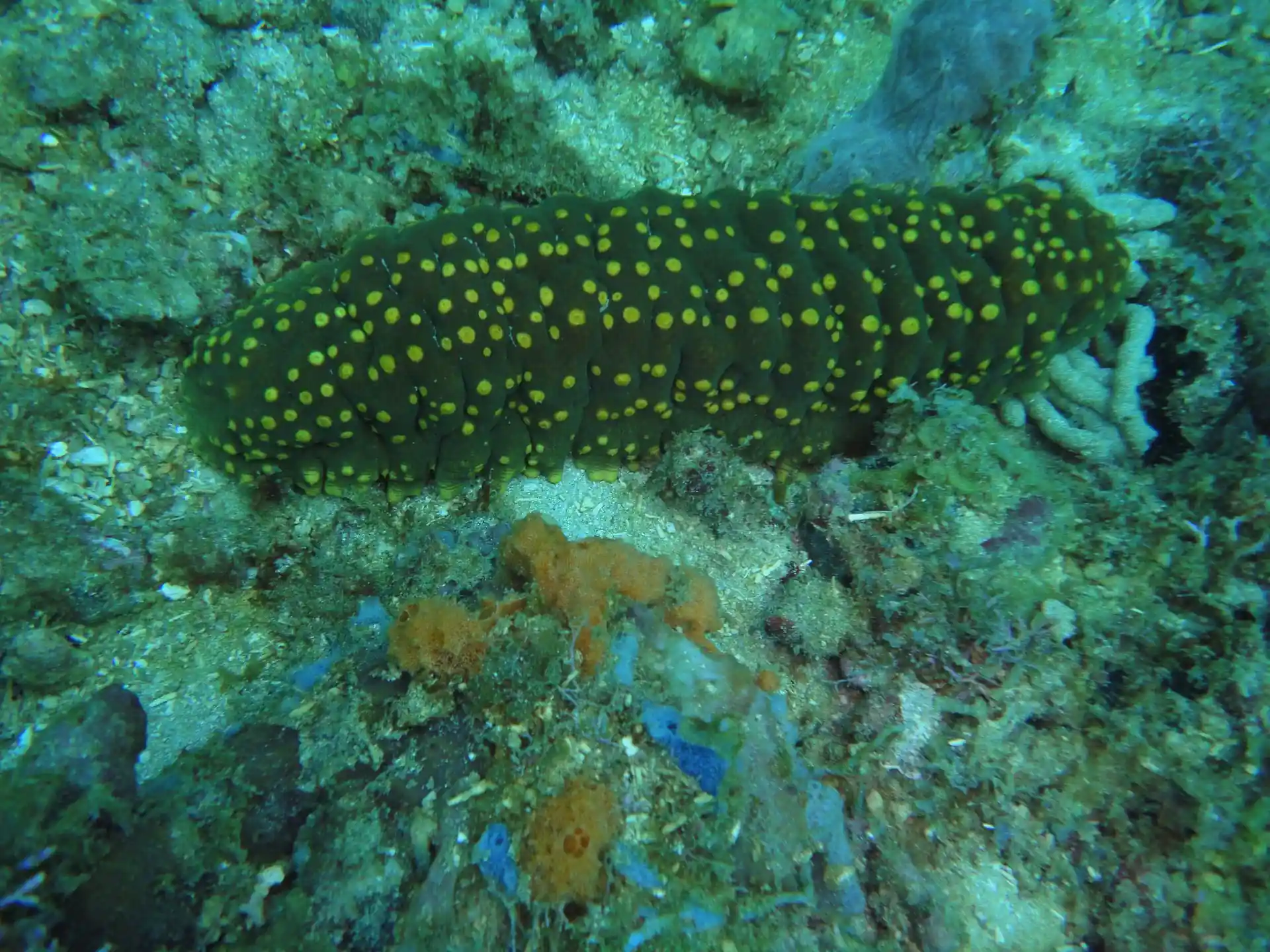 Dive site photo