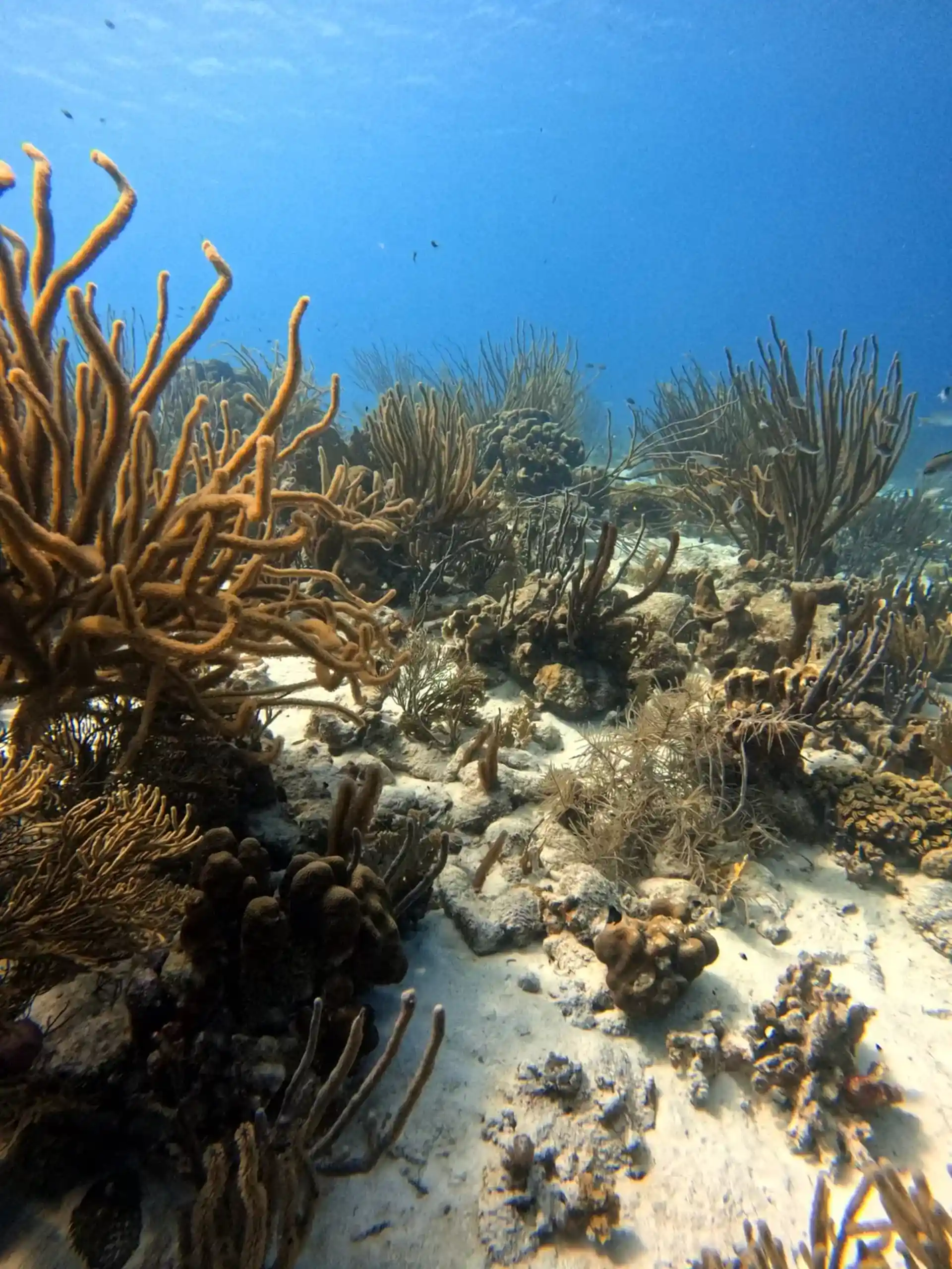 ダイビングサイトの写真