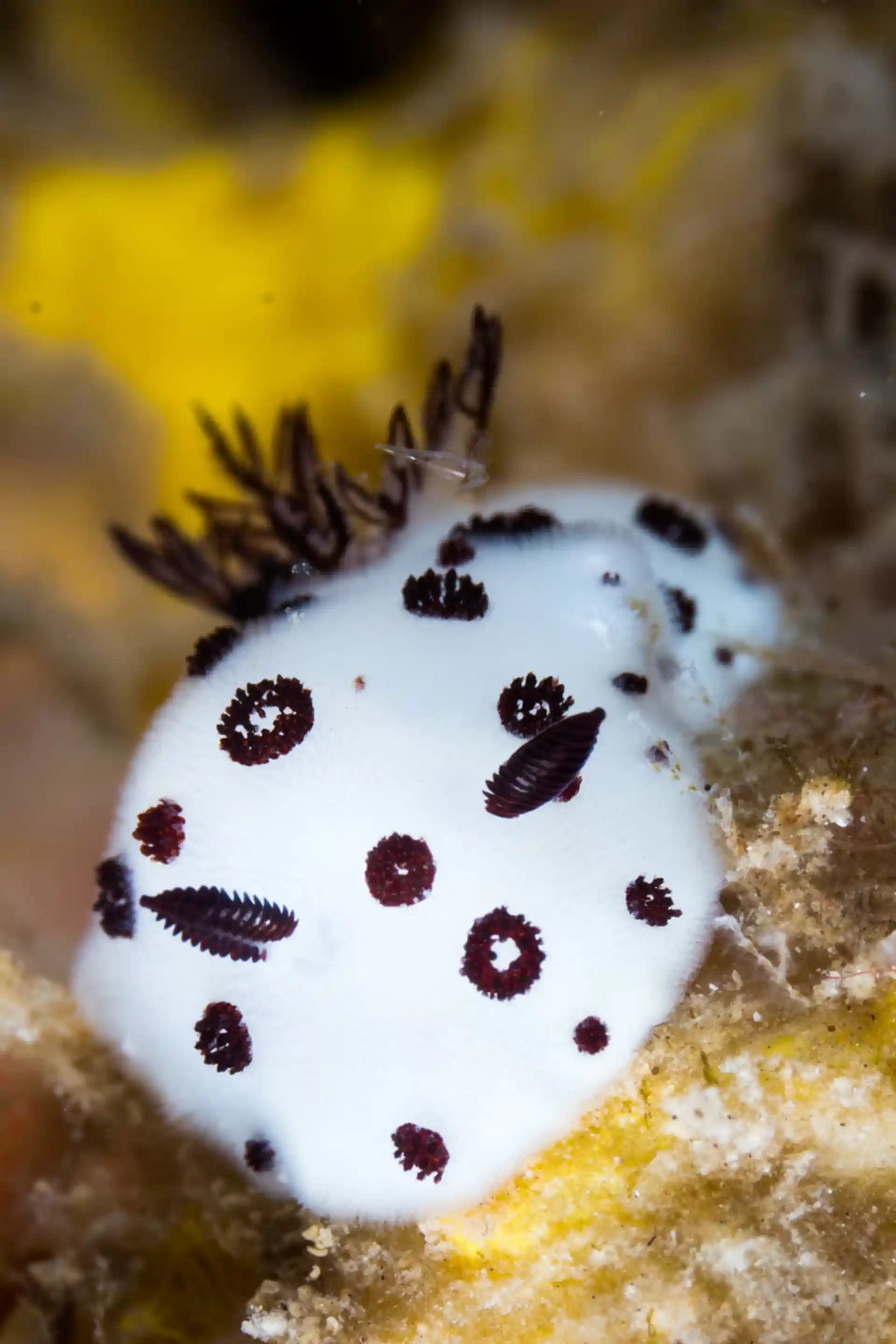 Foto del sitio de buceo