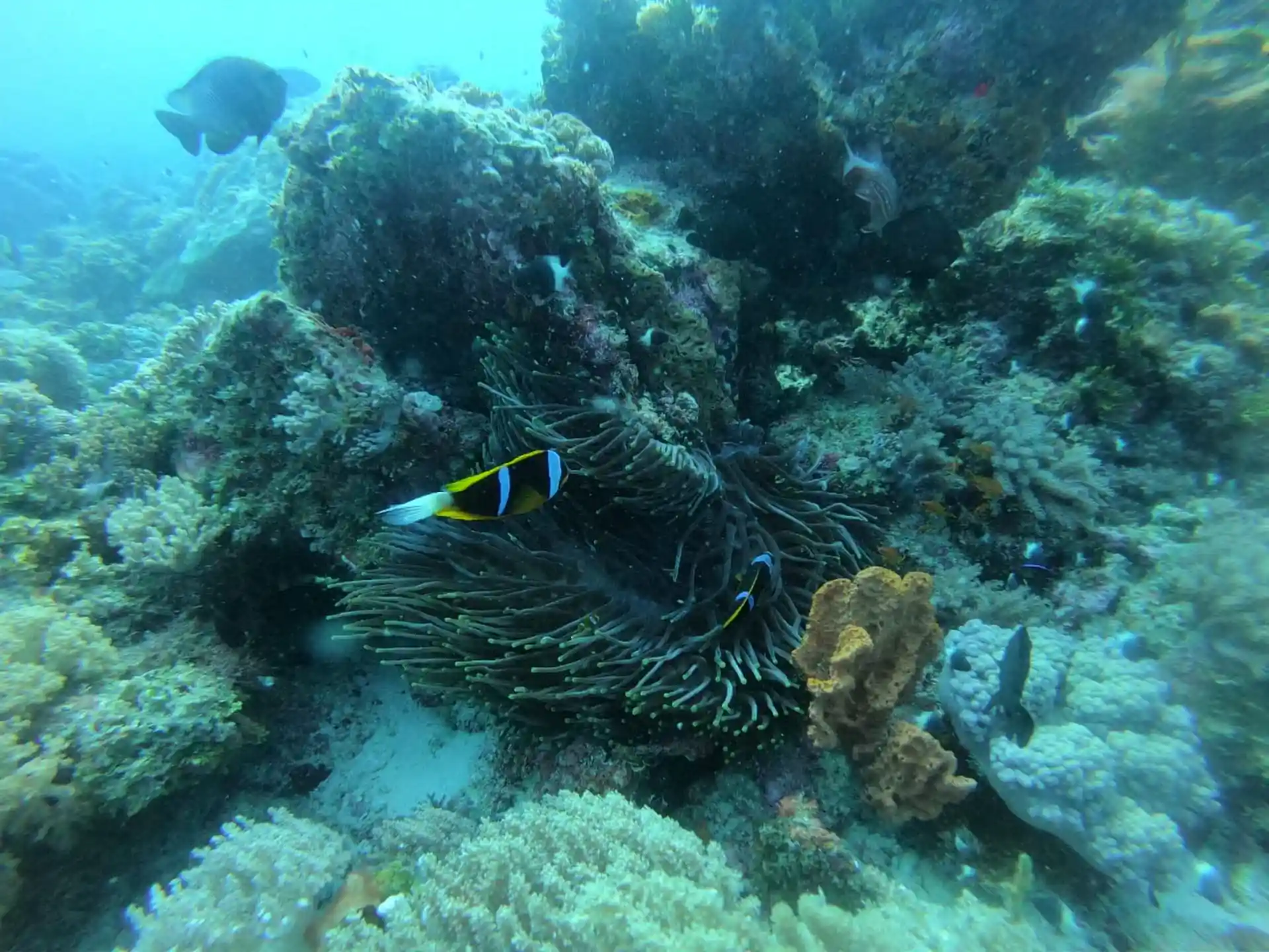Dive site photo