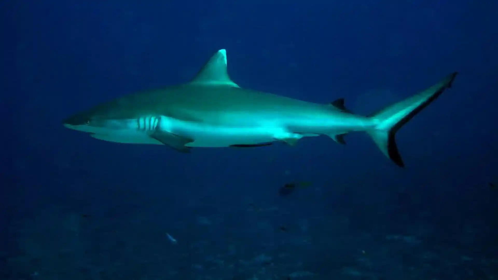 Dive shop photo