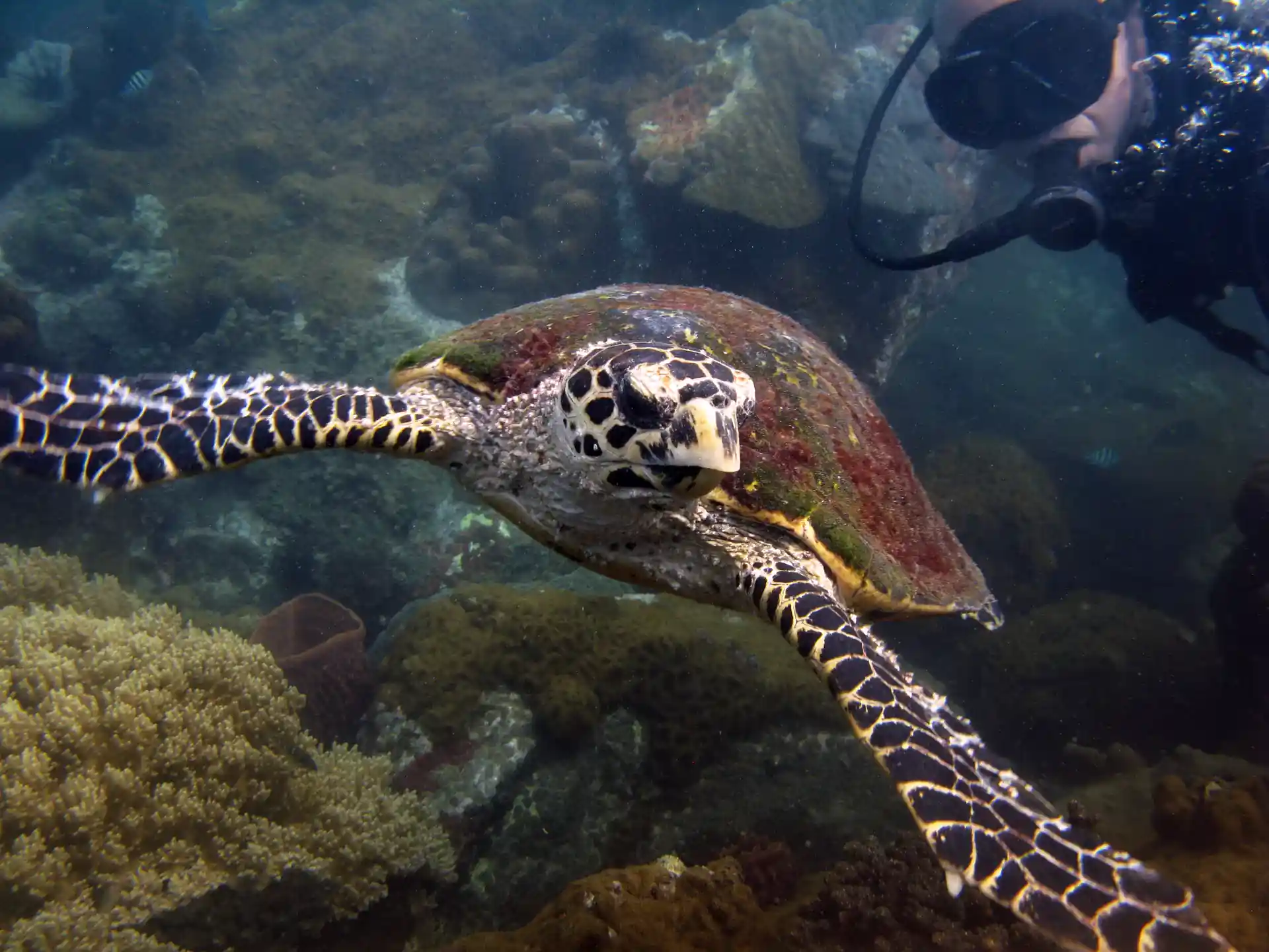 Up close with Turtles