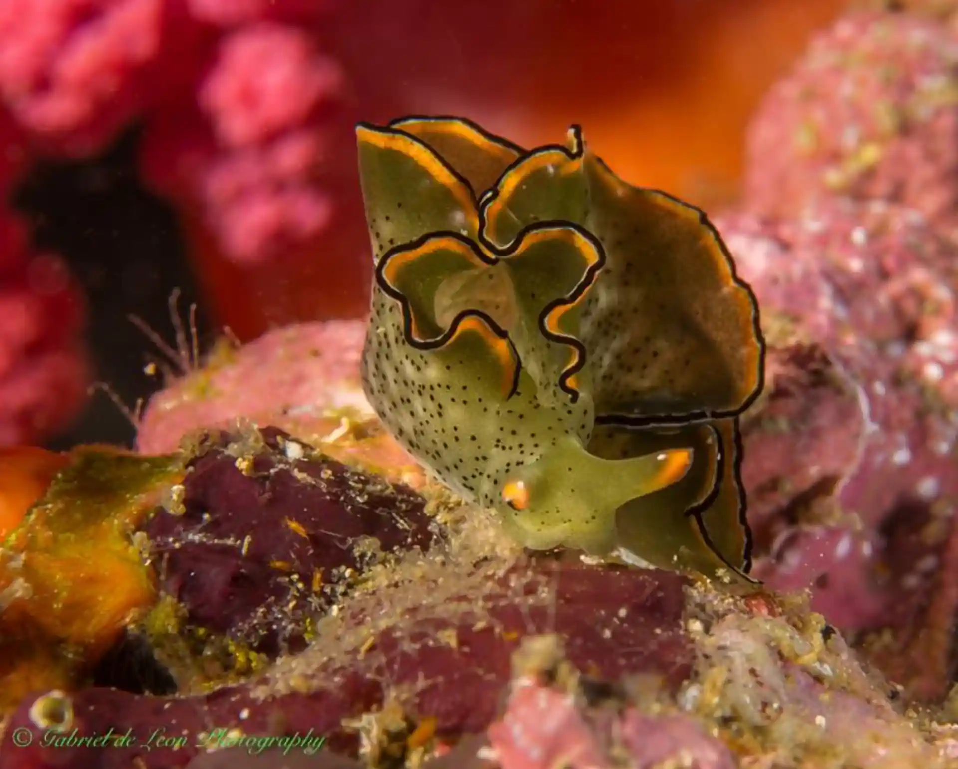 Immerse yourself in the captivating diversity of marine life at Sea Explorers Malapascua. Explore the wonders of PADI SCUBA diving in Malapascua, Cebu, Philippines and witness the rich biodiversity of the underwater world.