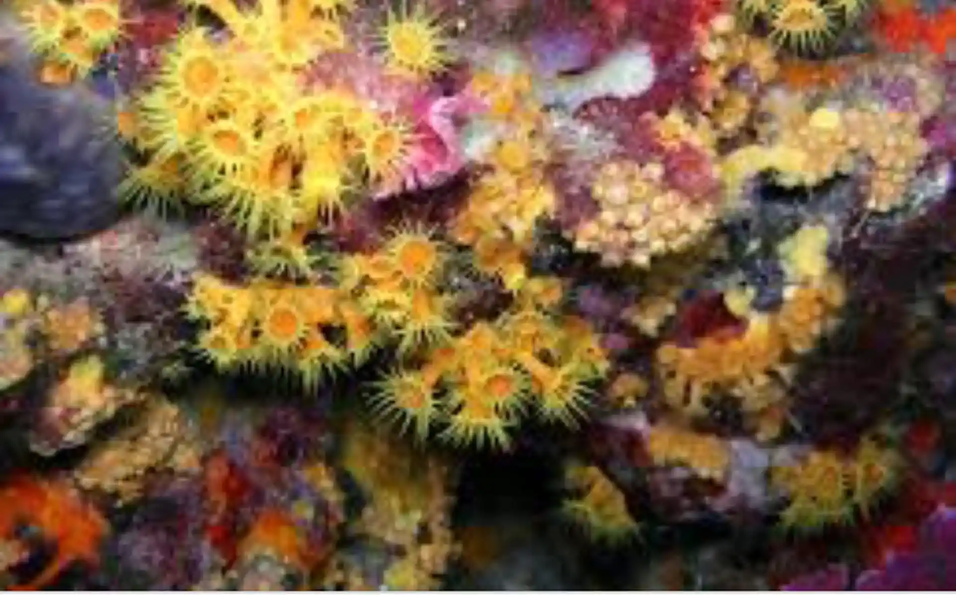 ダイビングサイトの写真