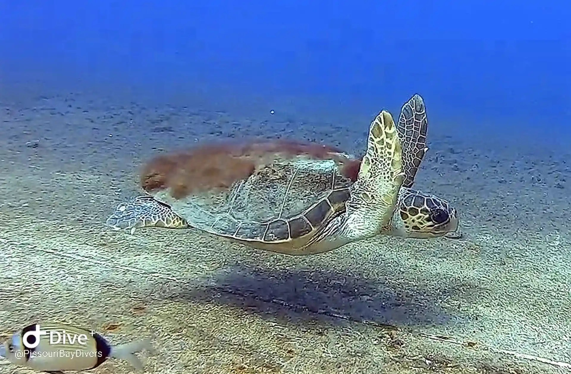 Dive site photo