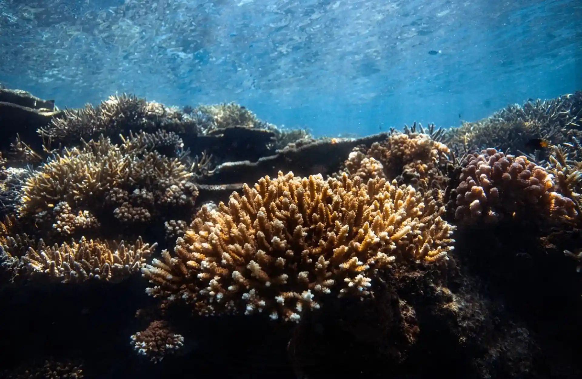 Dive shop photo