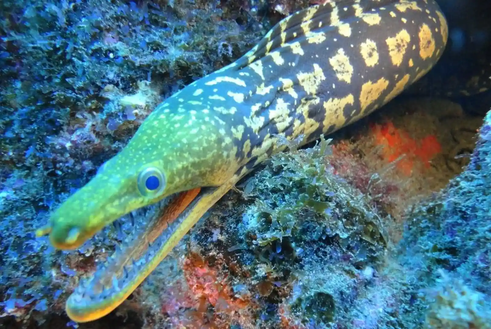 Diving in the Canary Islands | PADI