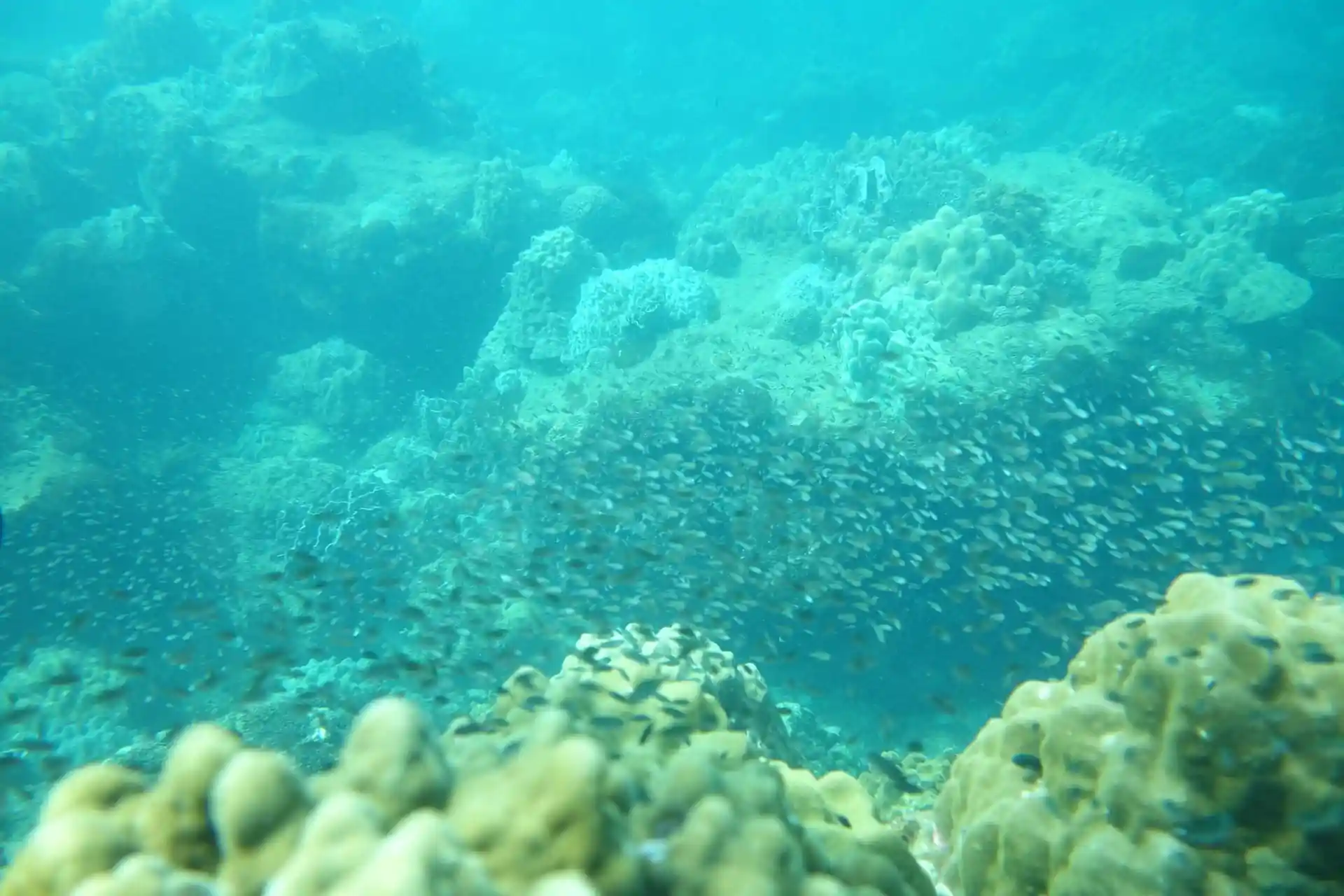 ダイビングサイトの写真