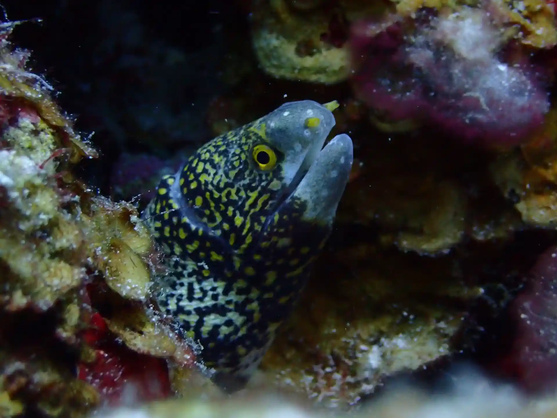 Dive site photo