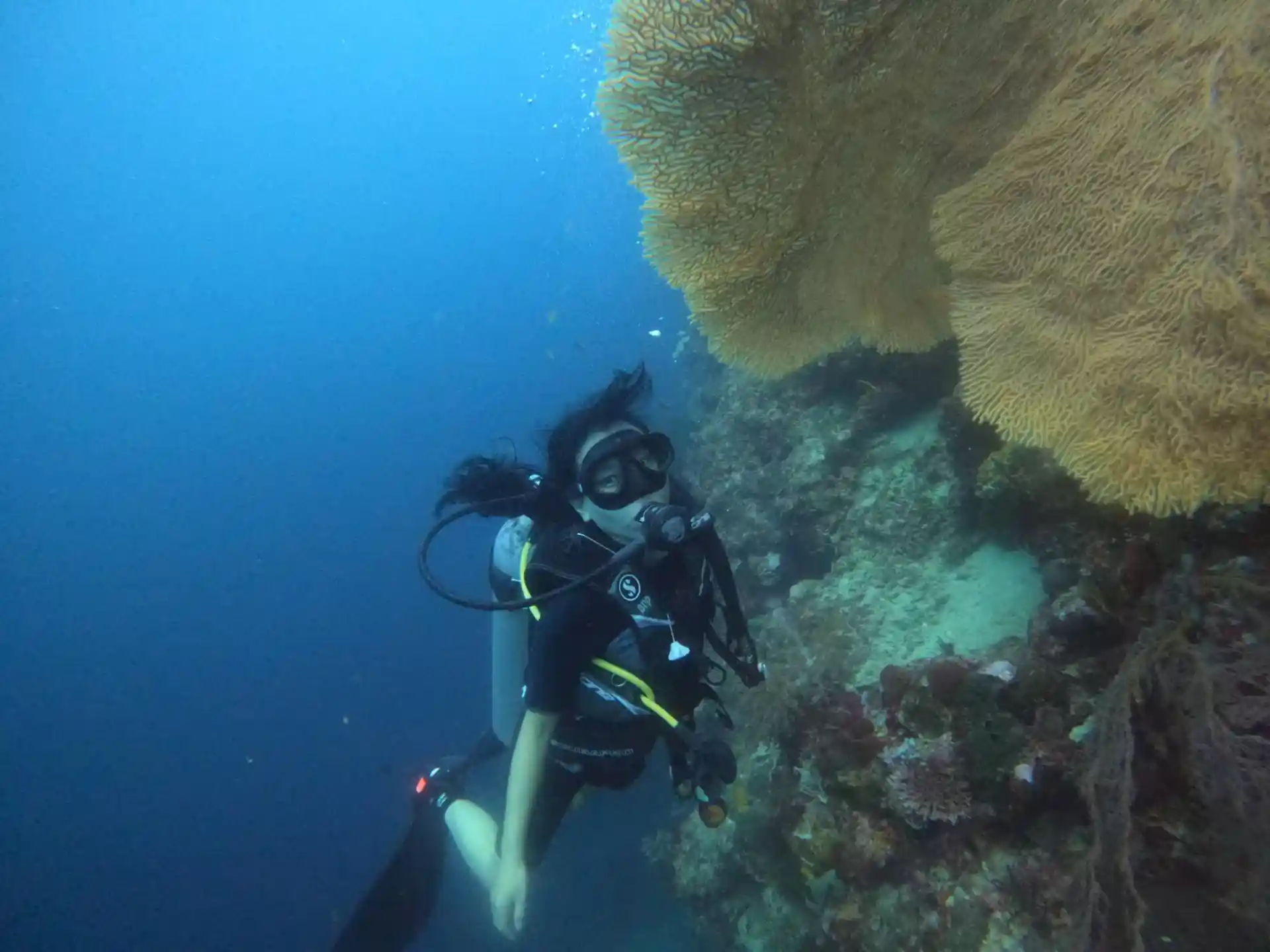 menjangan island is nice coral