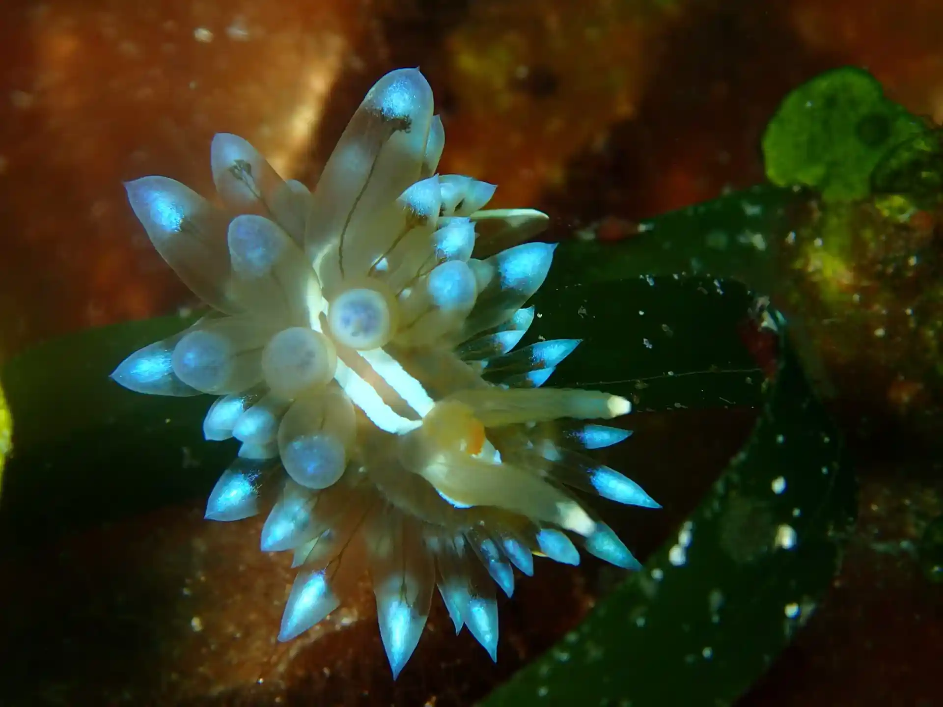 Photo du site de plongée