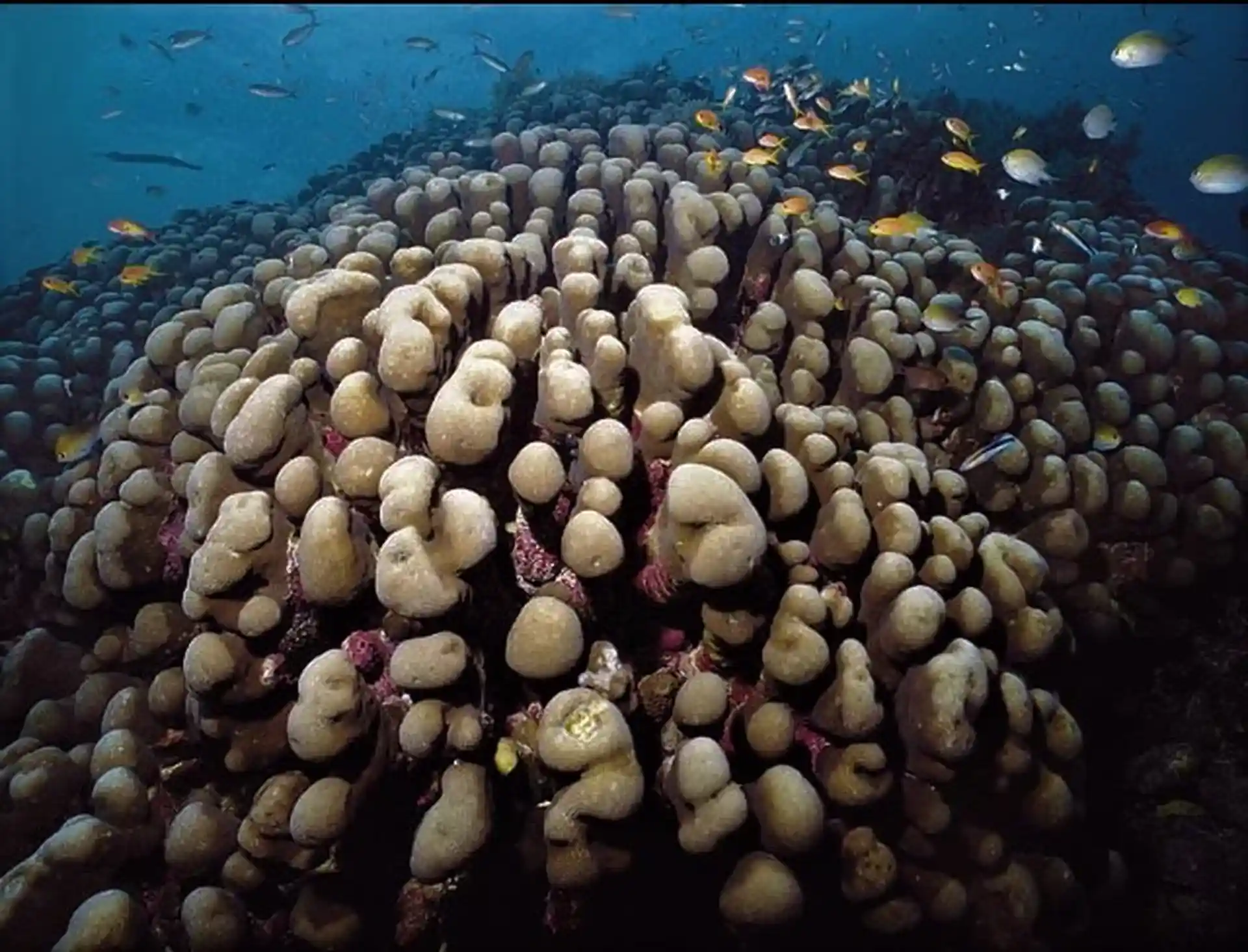 Foto des Tauchplatzes