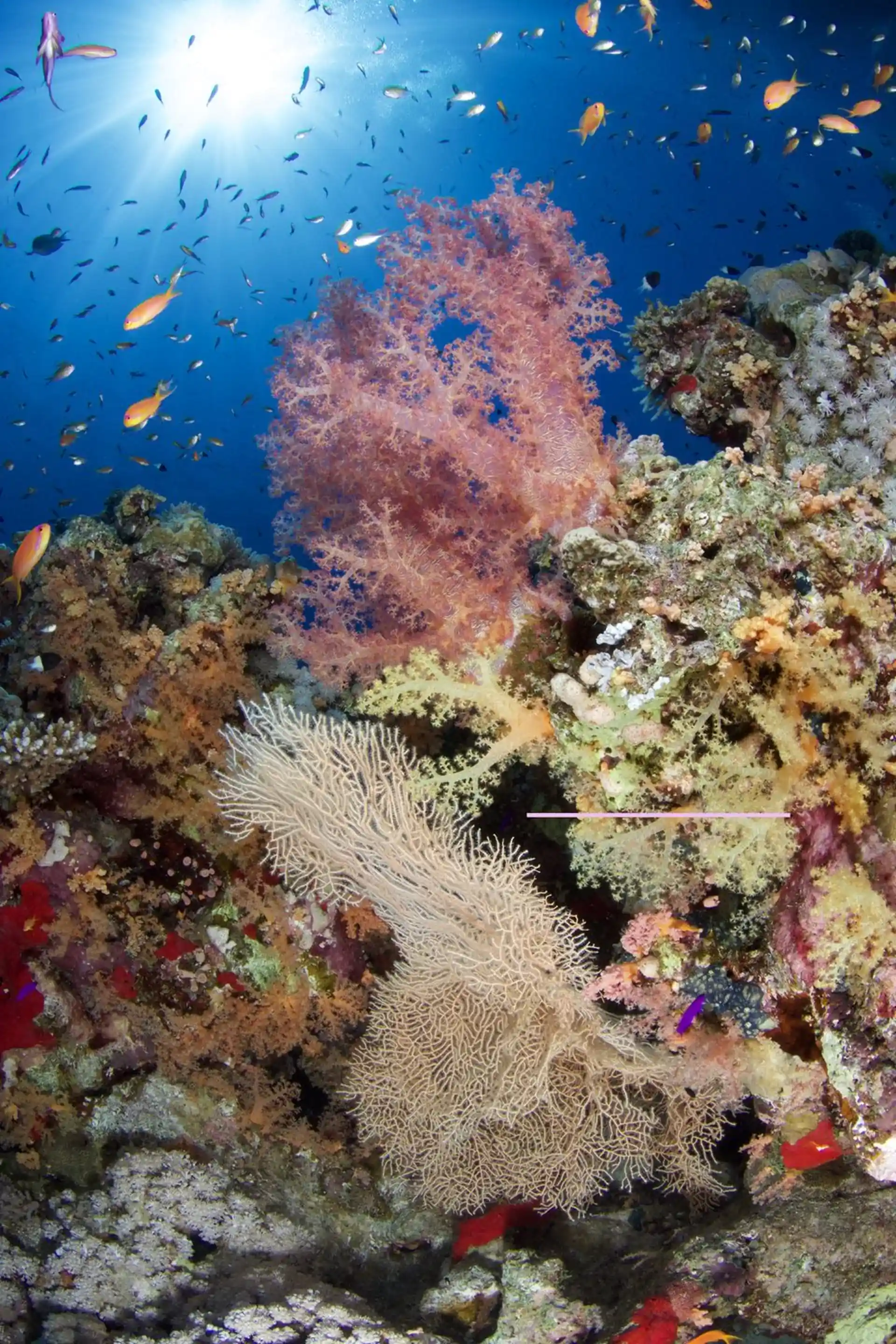 다이빙 포인트 사진