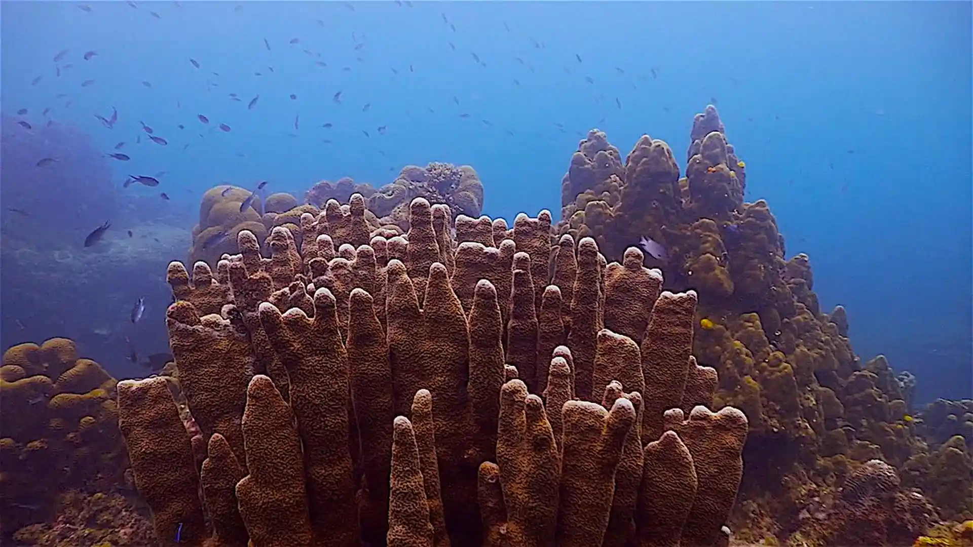 Dive site photo