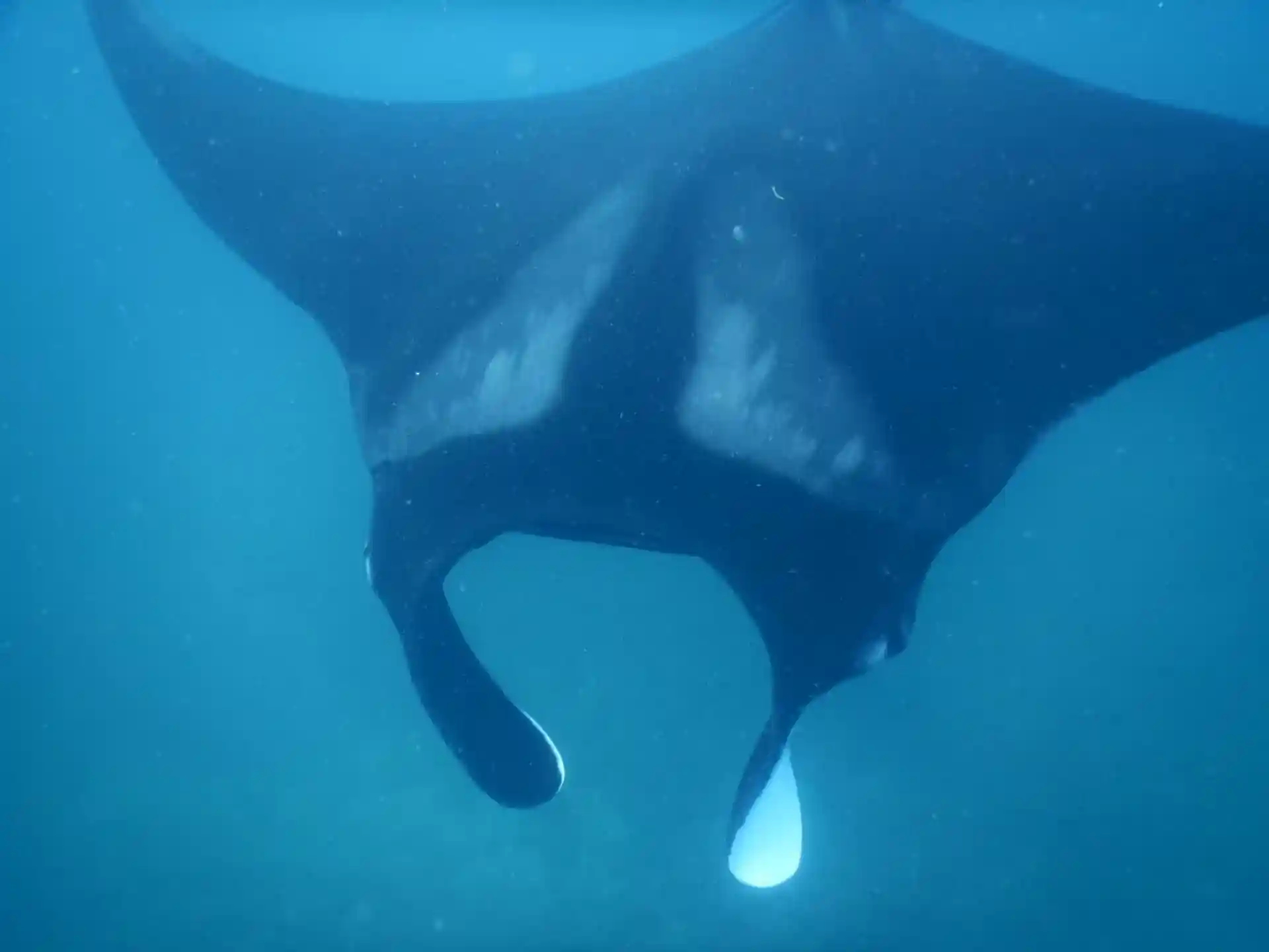 You don't dive! Don't miss the Catalinas Islands, explore them from the surface!