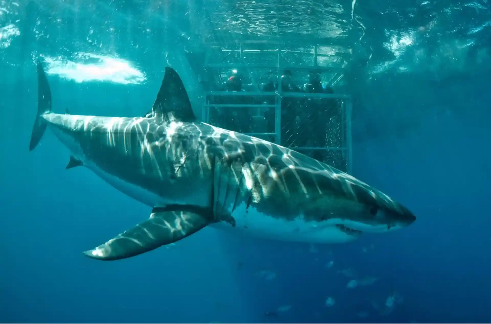 Foto de la tienda de buceo