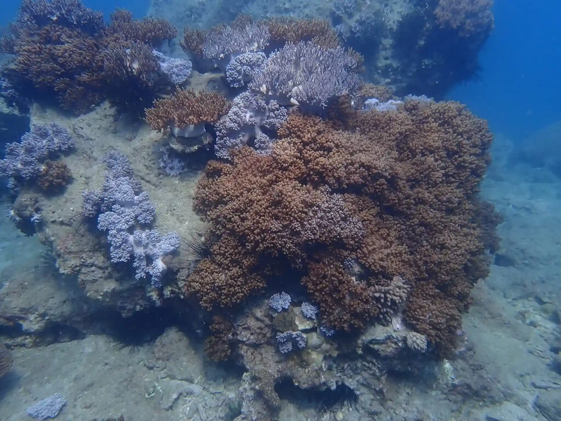 Dive site photo