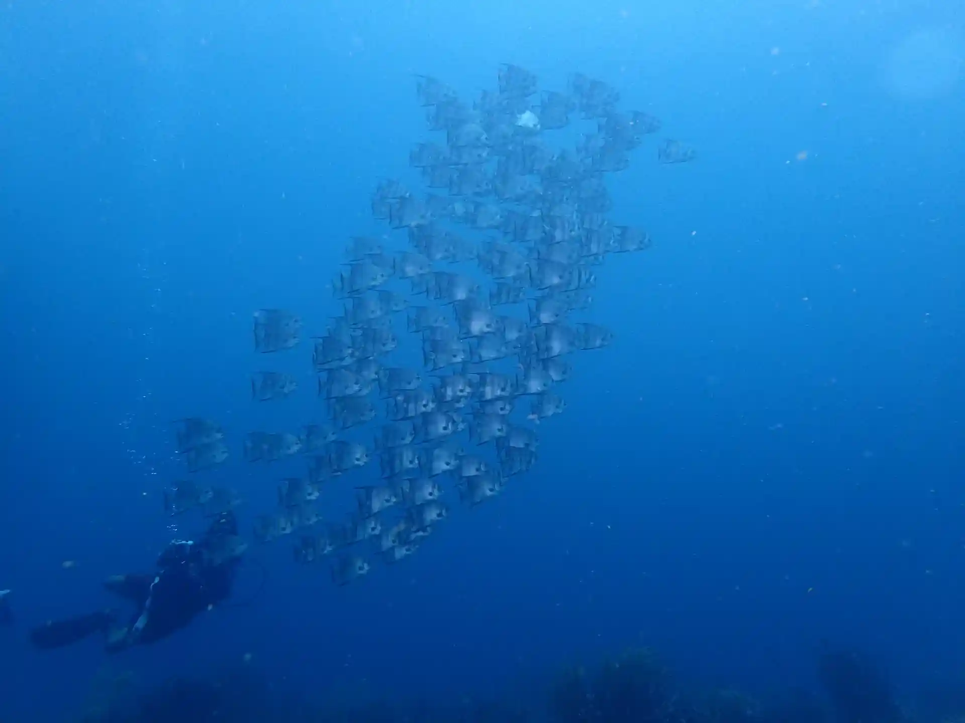 ダイビングサイトの写真