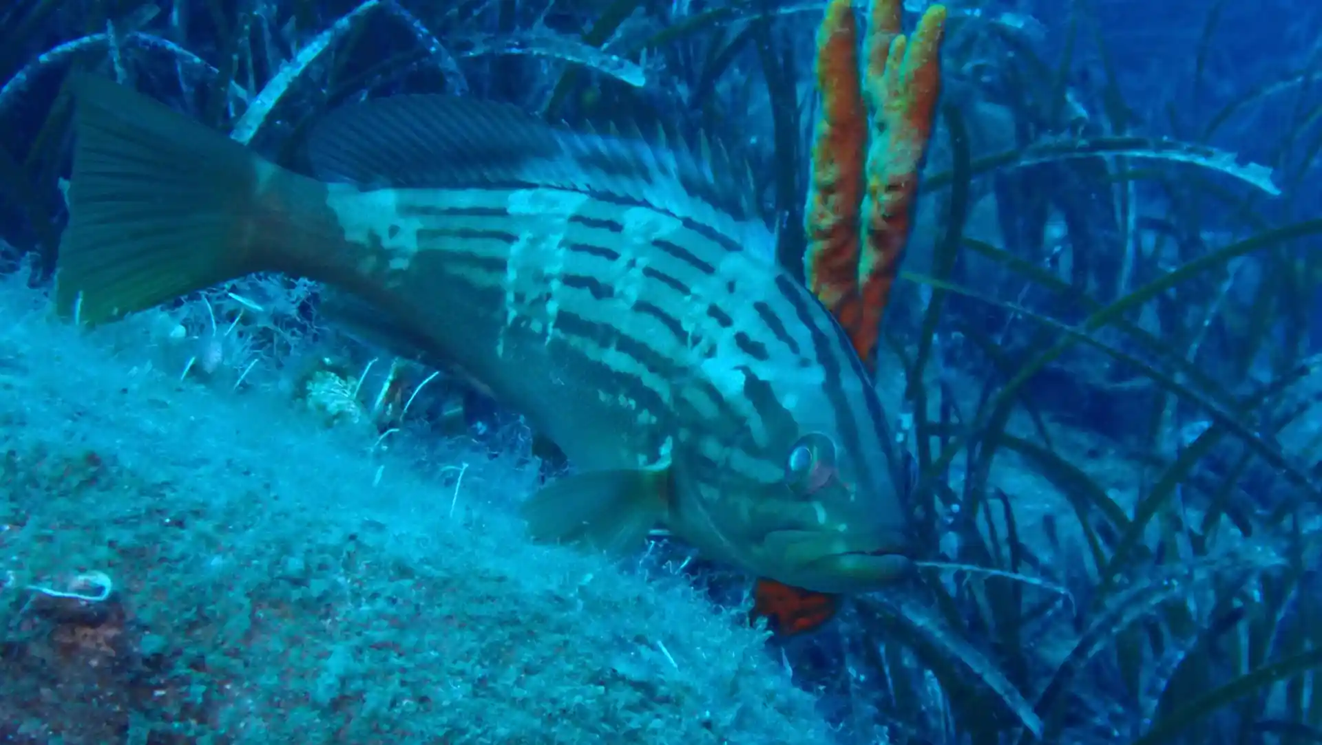 Dive site photo