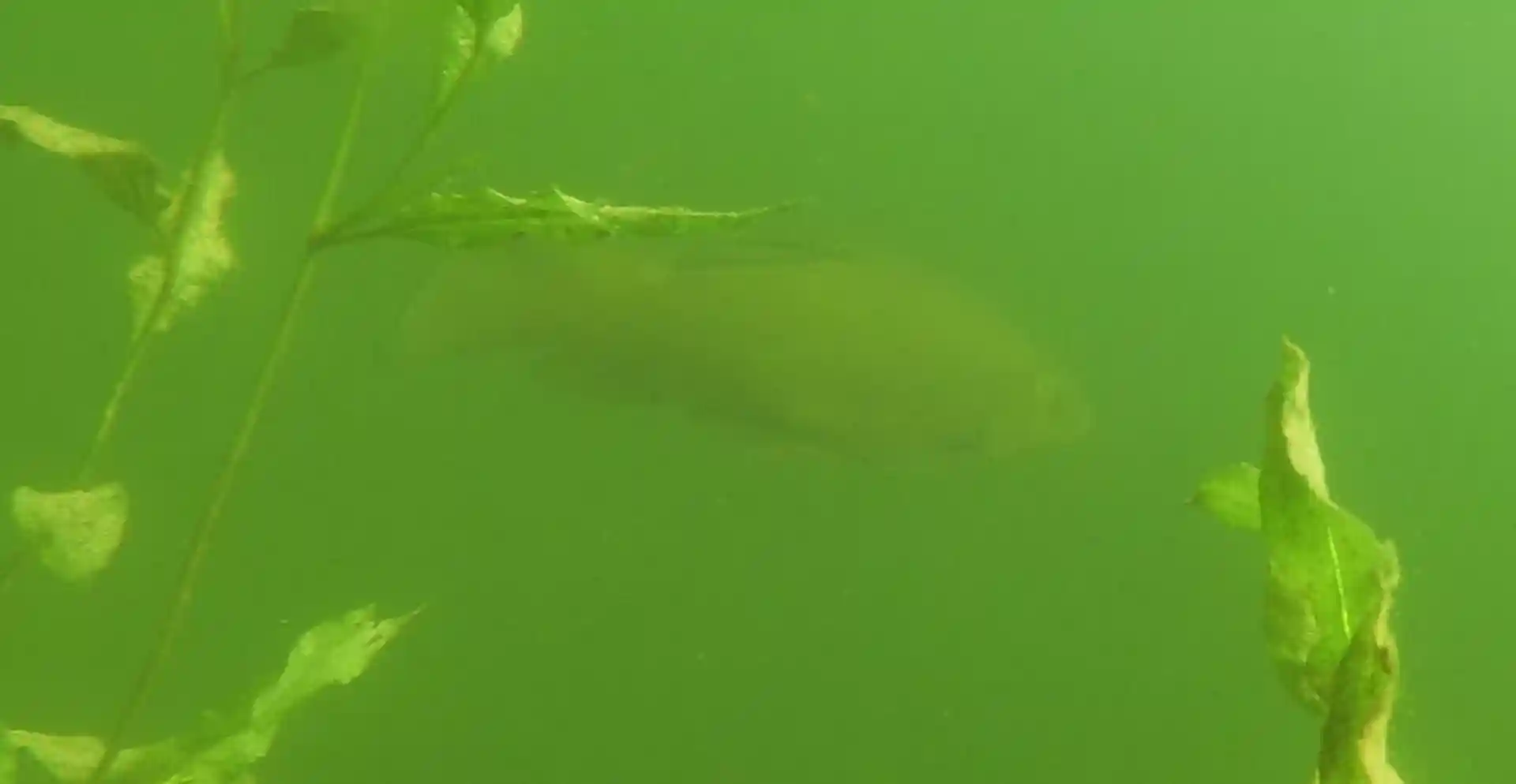 Foto des Tauchplatzes