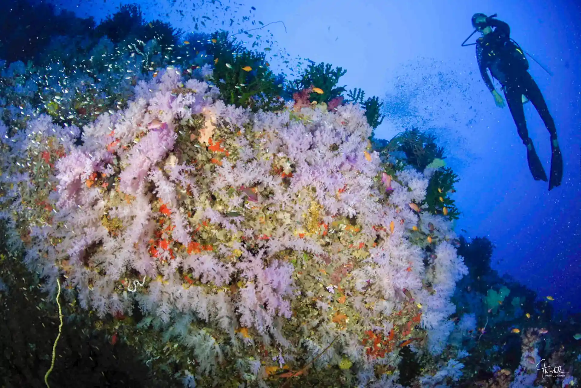The Great White Wall, Rainbow Reef Fiji
