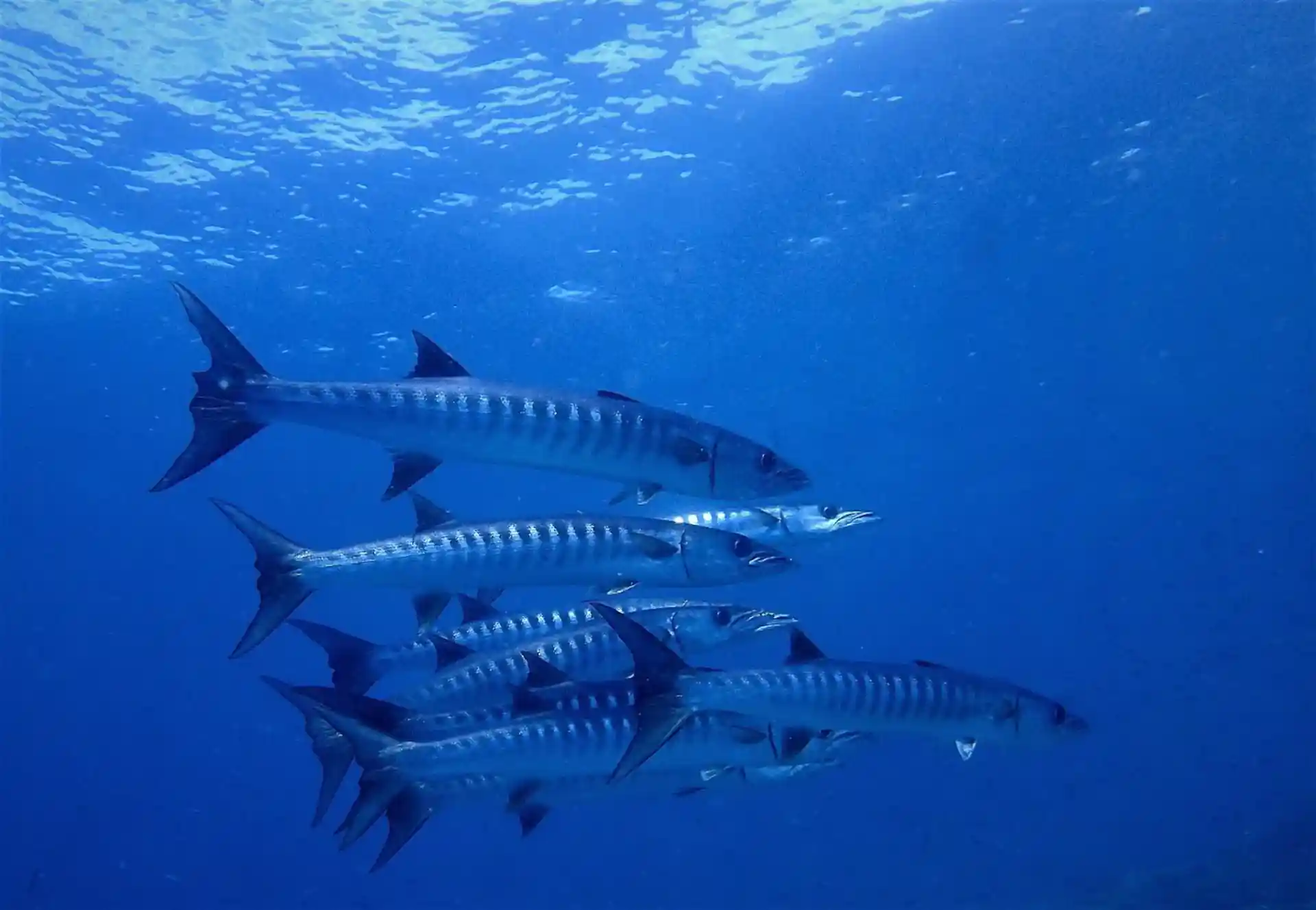 ダイビングサイトの写真