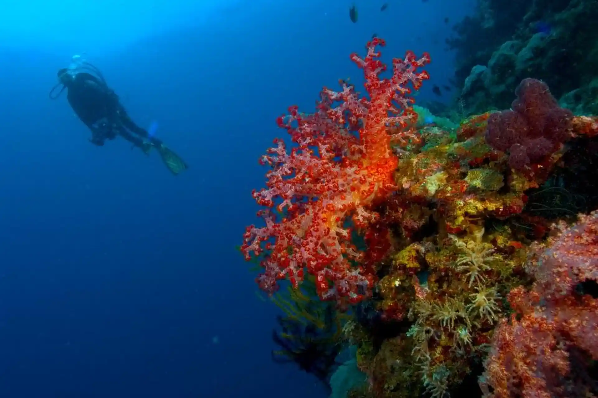 Foto de la tienda de buceo