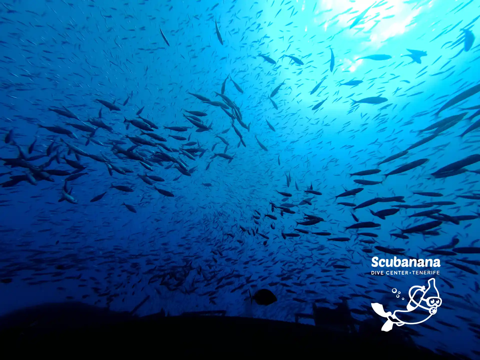 Foto de la actividad