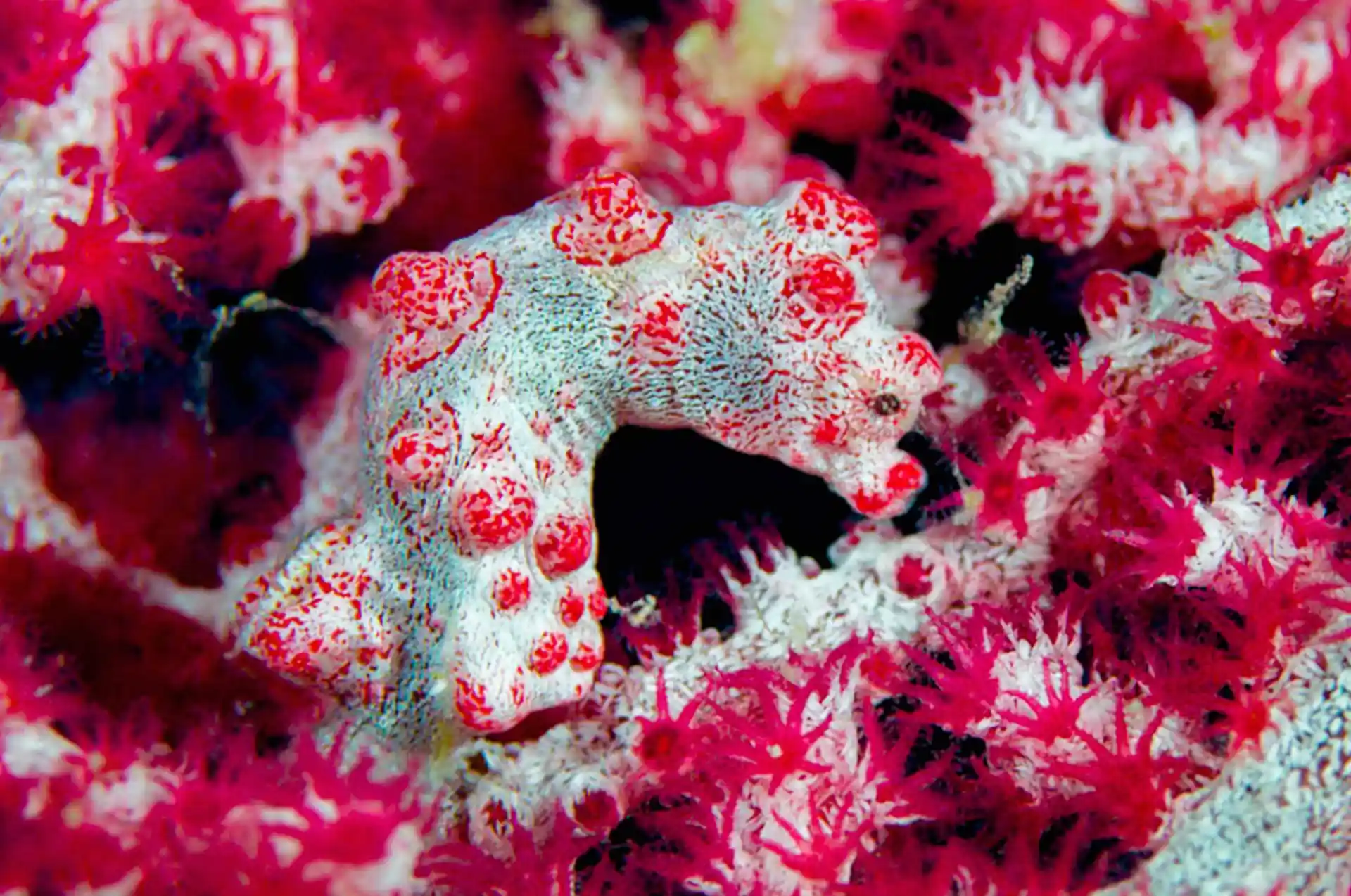 Dive site photo