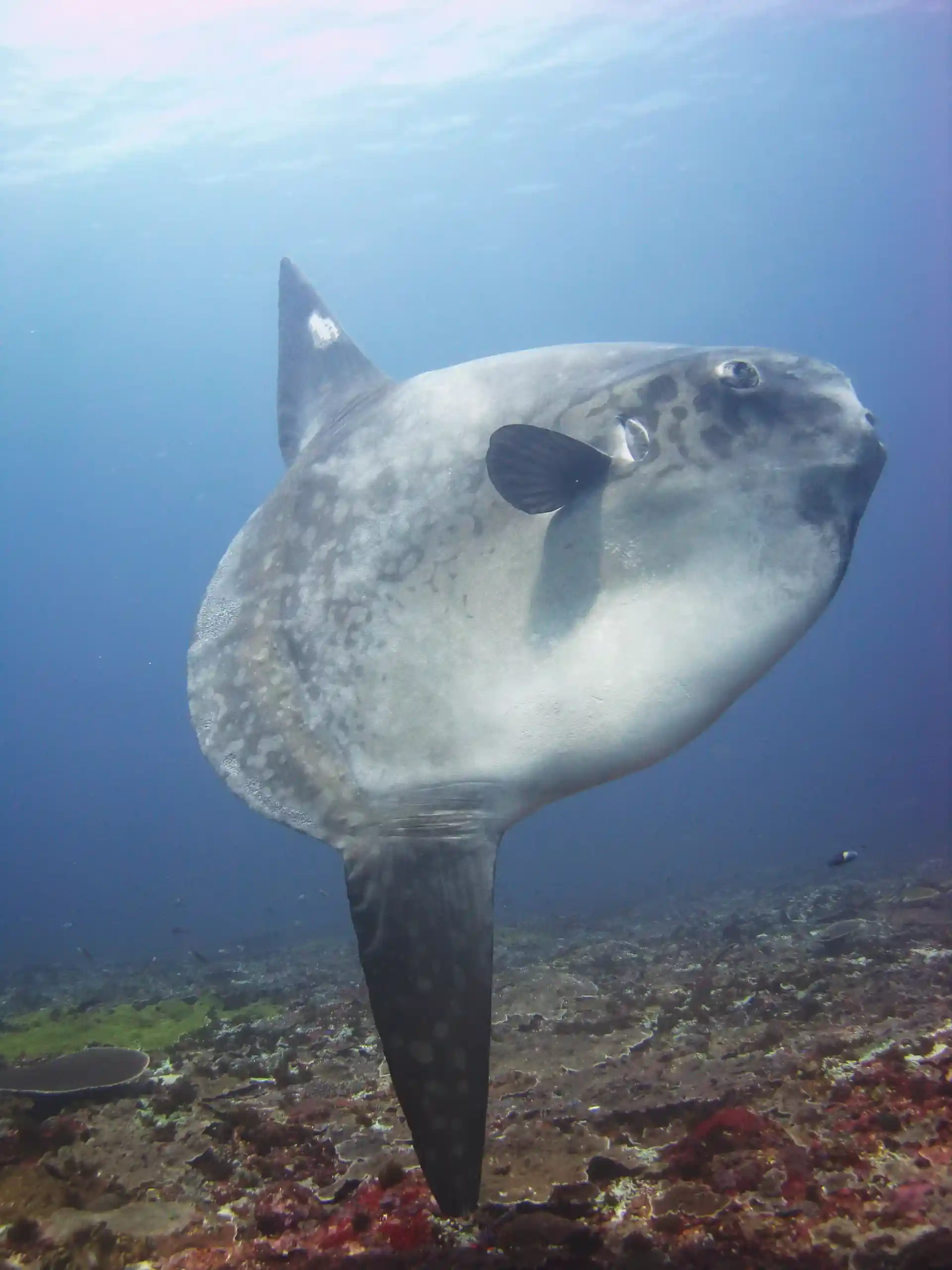 Mola Mola at Nusa Penida