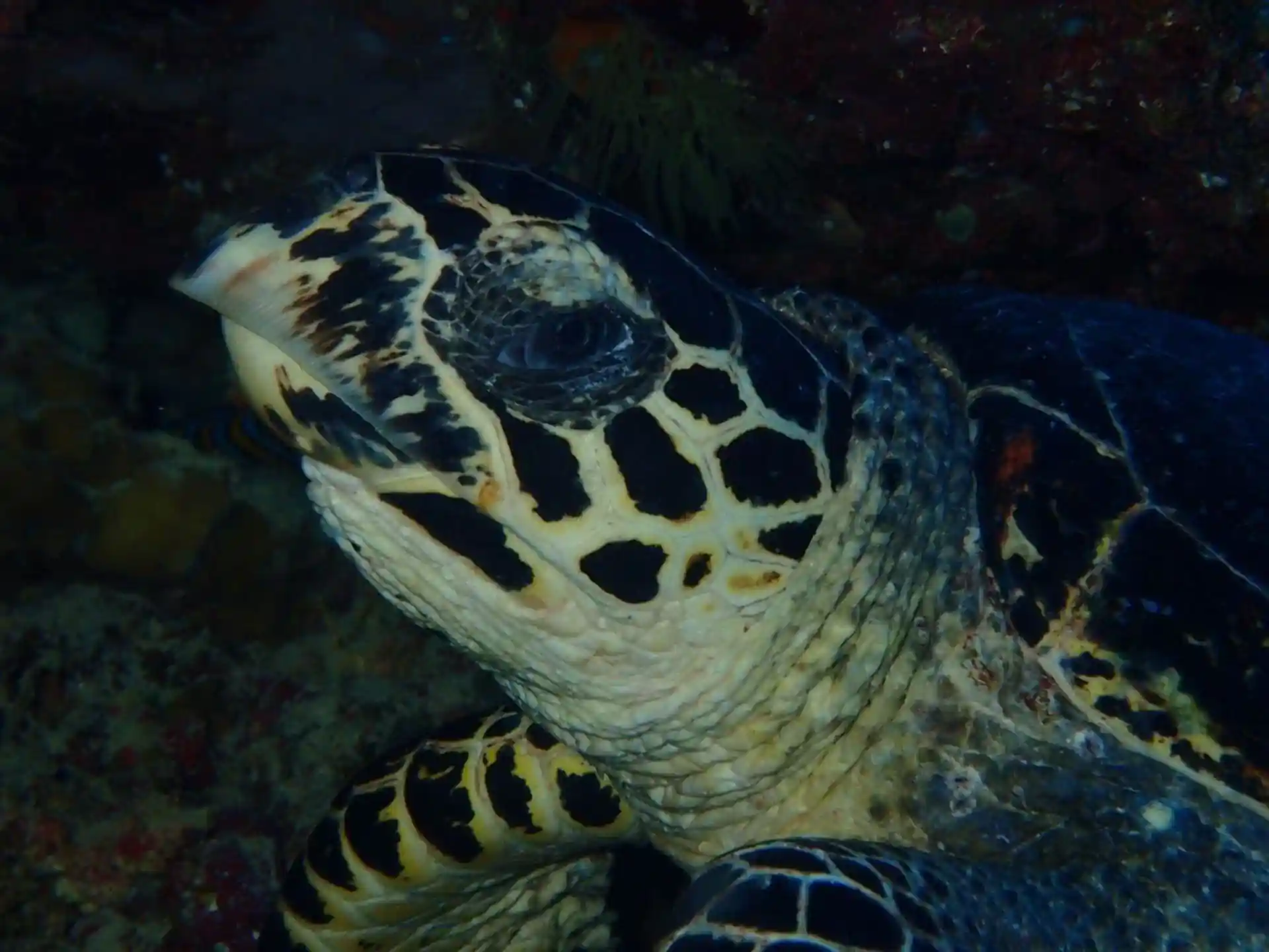 Fun Dives with Turtles.