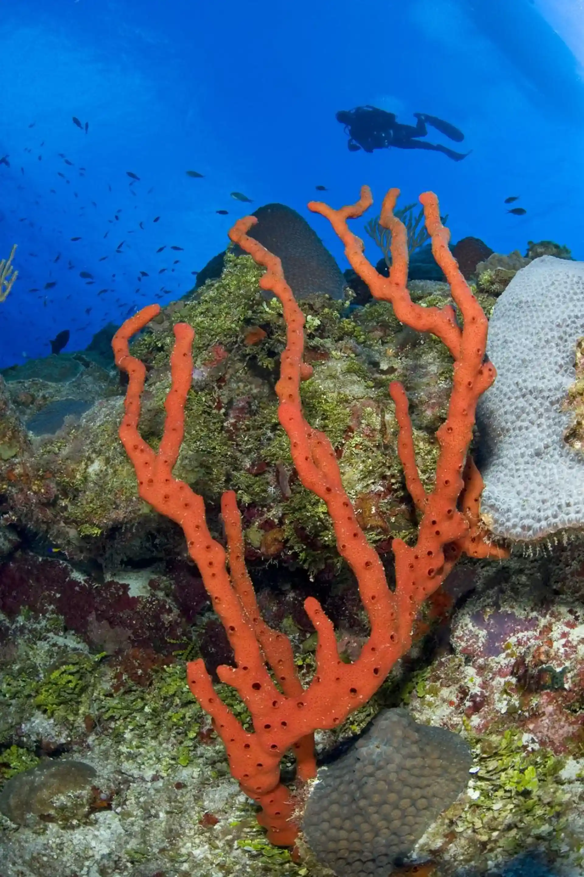 Dive site photo